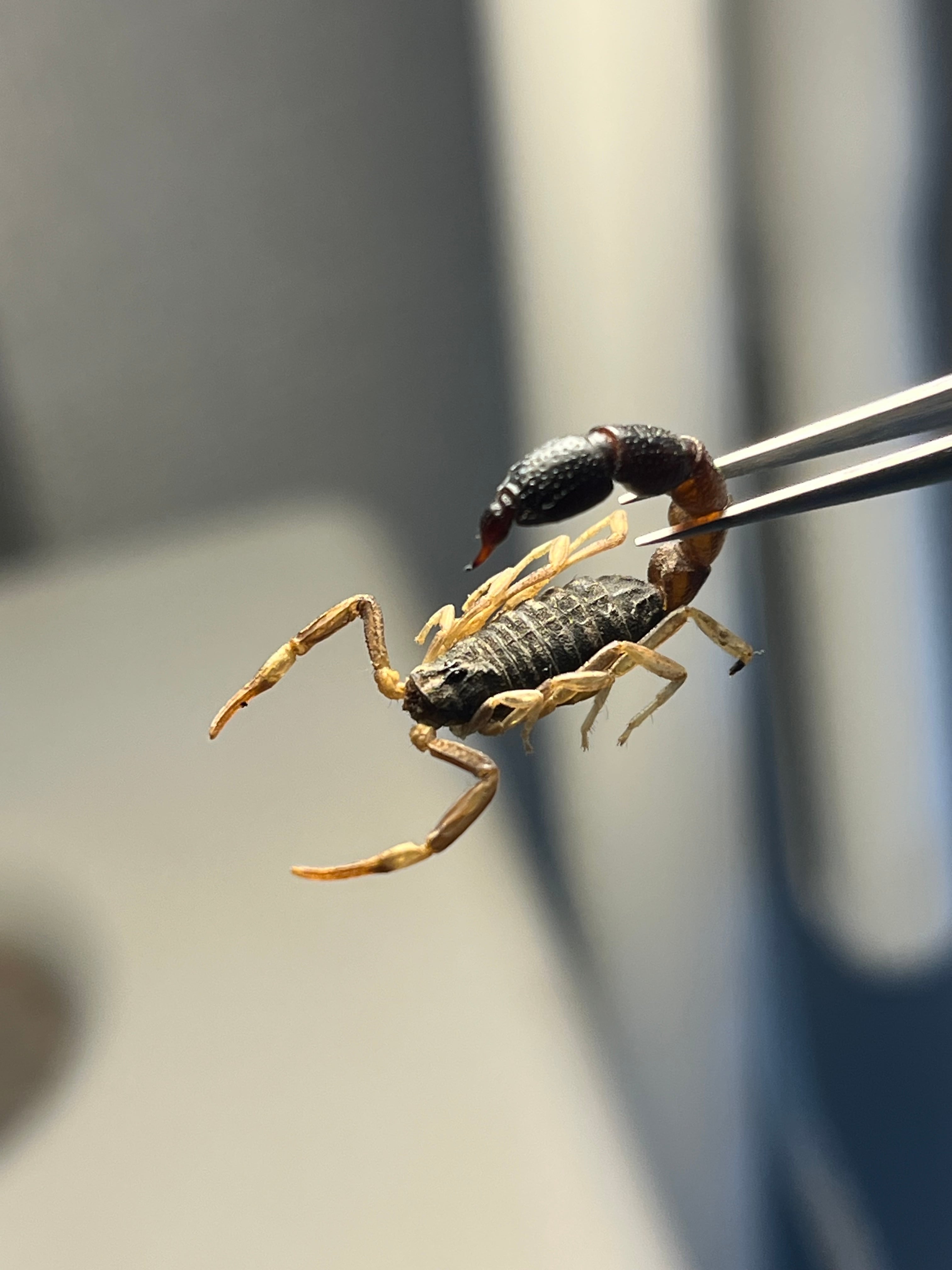 標本】スーザンシールドテールドスコーピオン キョクトウサソリムカデ