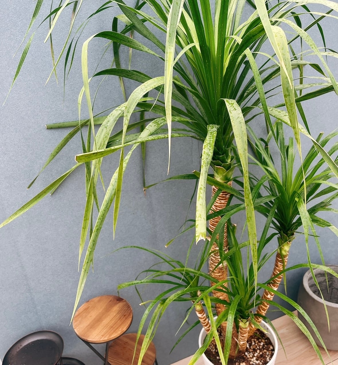 現品］【希少】10番 ドラセナ カンボジアーナ 10号 観葉植物 レア 室内