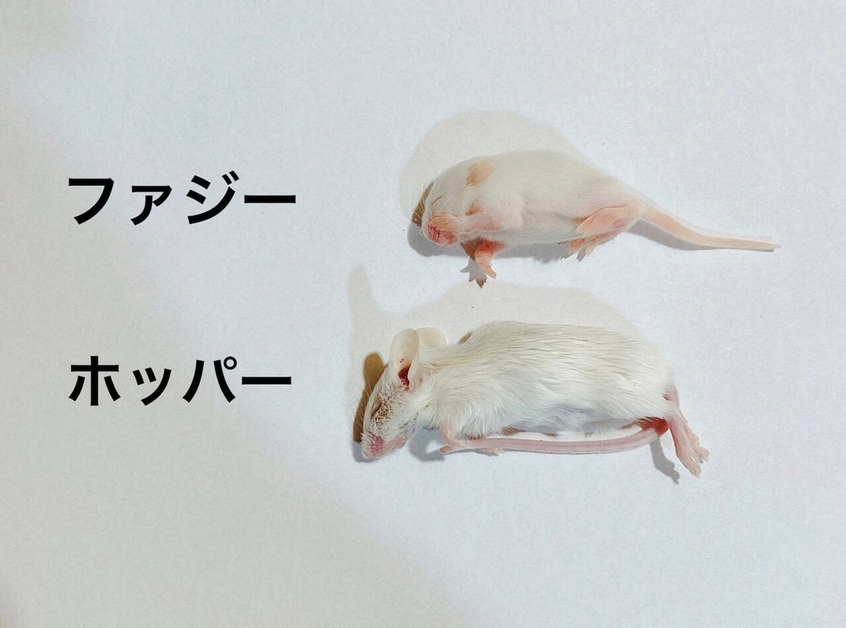 お徳用パック ファジーマウス 100匹 | ネズミ屋さん