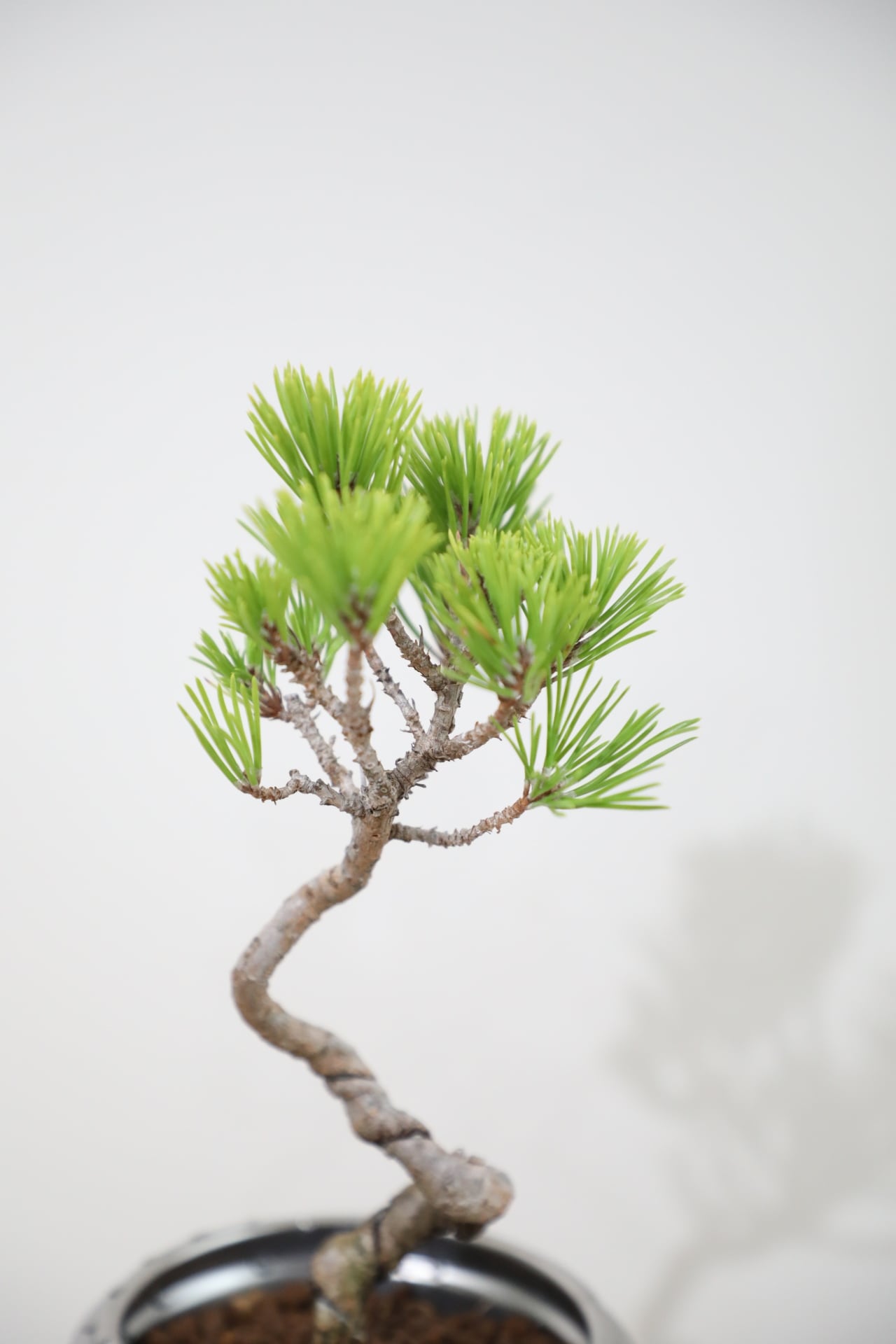 S】黒松 盆栽/Japanese black pine bonsai ※陶器鉢付き | 【厳選植物