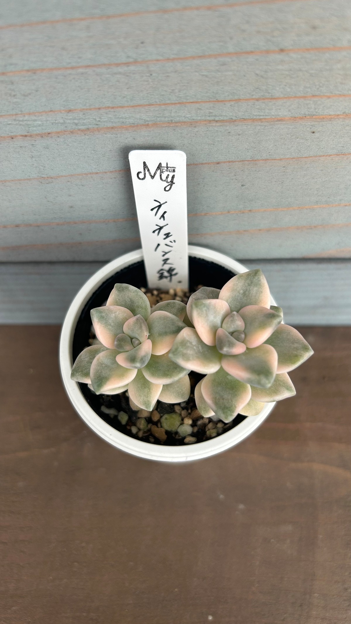 ティテュバンス錦 多肉植物 グラプトベリア 安心の生産ポットそのまま 
