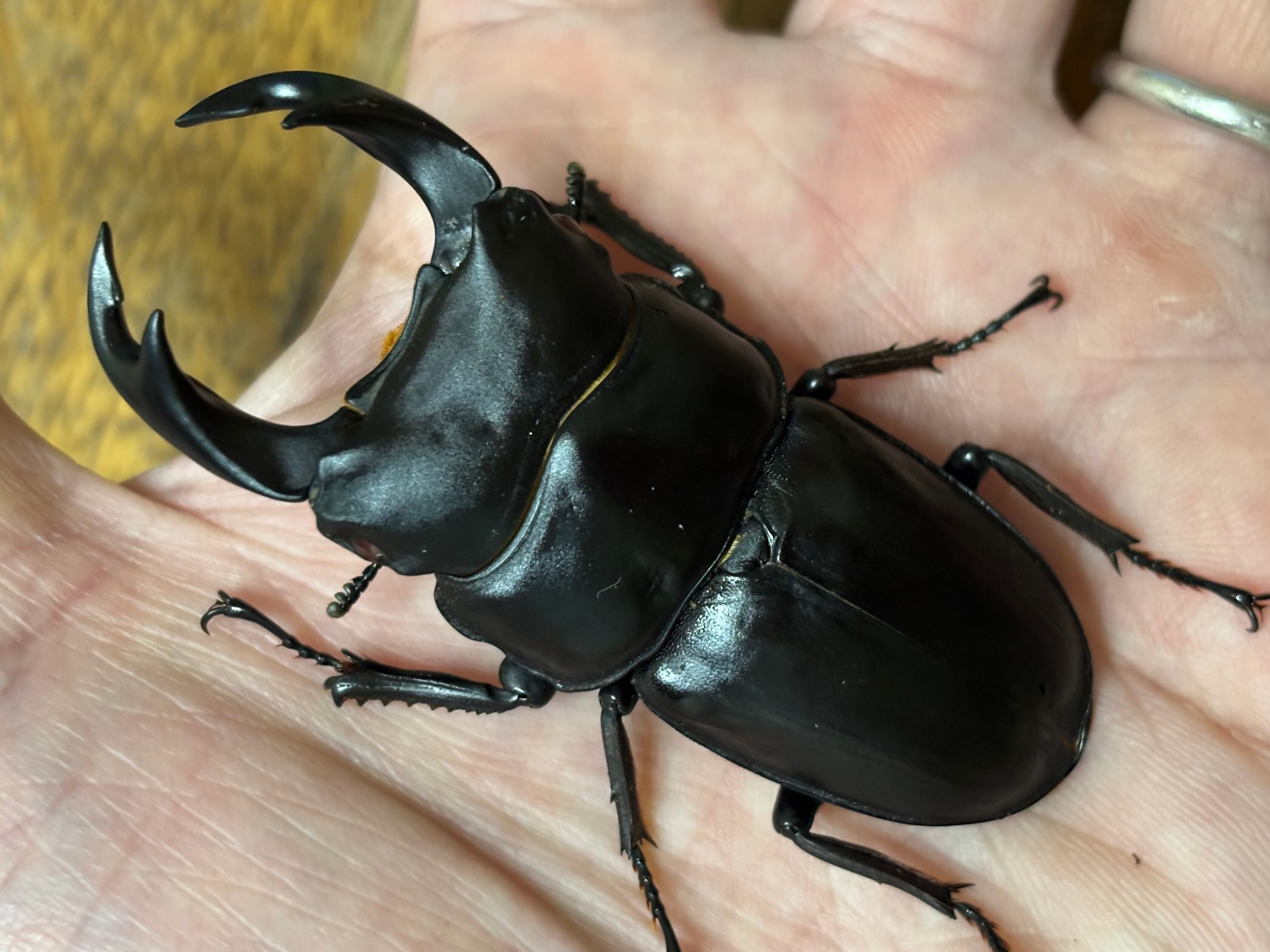 国産オオクワガタ 華王血統【KING OF KINGS】♂♀ペア 赤眼 レッドアイ | クワガタ工房 dorcus_non