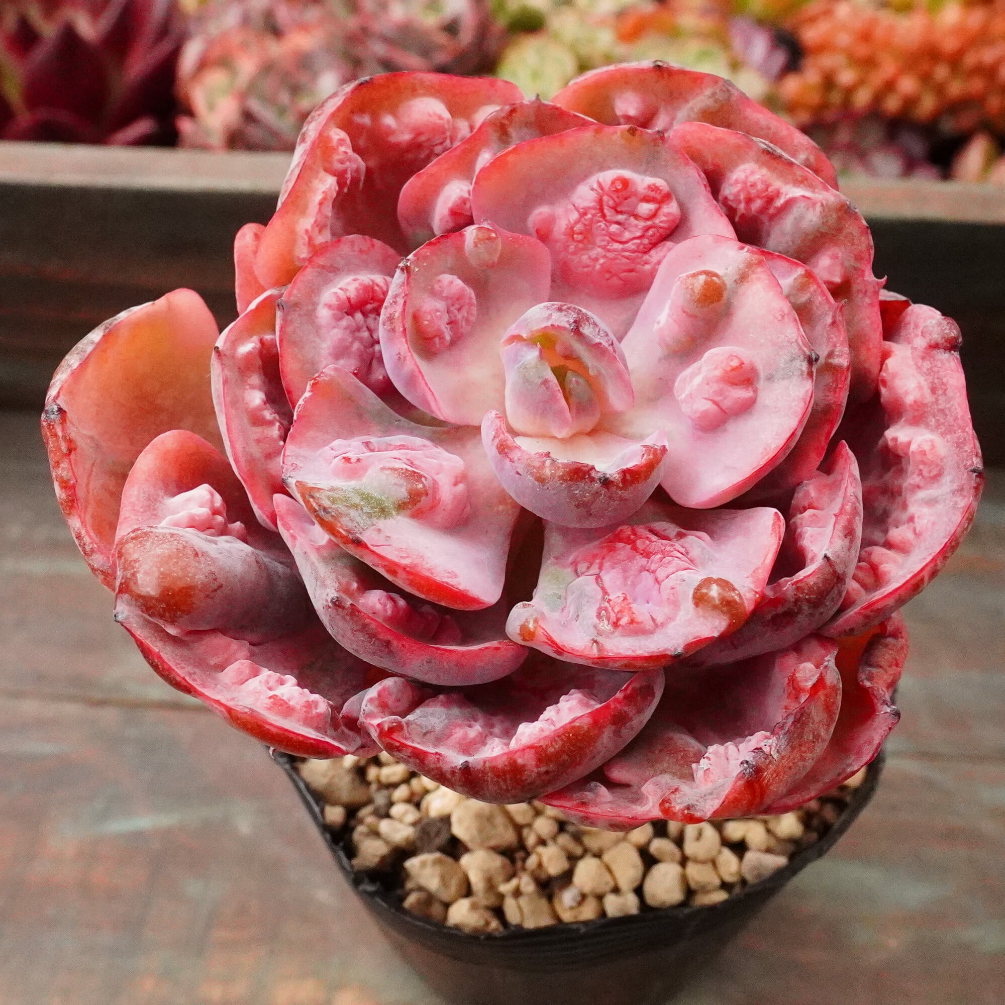 【新入荷】エケべリア　韓国苗　マドレ デル スール　多肉植物 　s_6114 新入荷】エケべリア 韓国苗 マドレ デル スール 多肉植物 s_6114 新