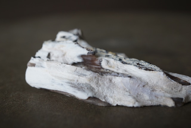 ハンガリー産珪化木 Betula sp. 1625