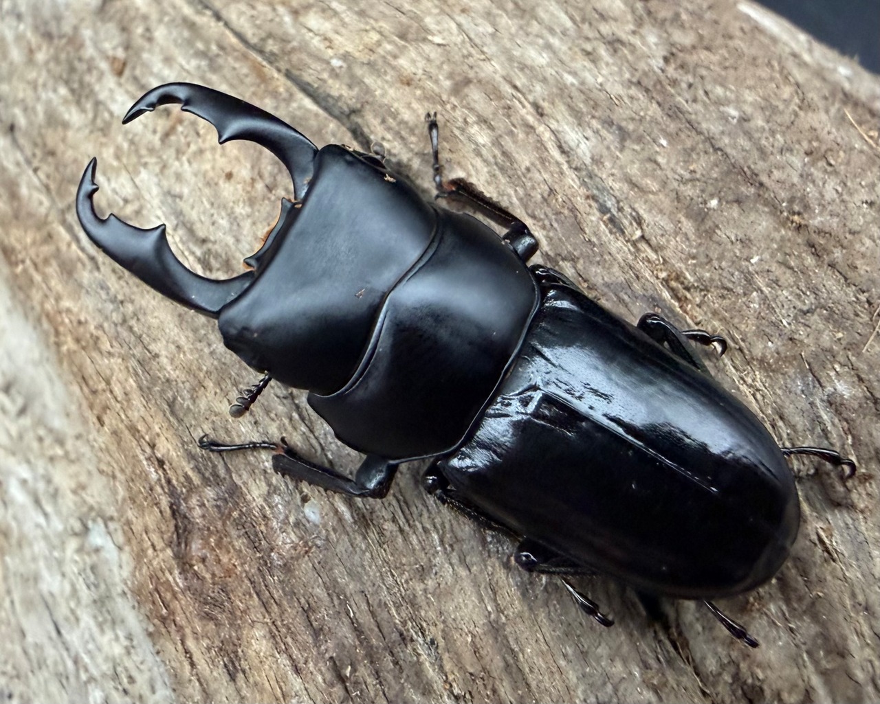 【WD】《ゴンシャンスジクワガタ（ドルクスゴンシャナス） 34.5mm ペア》