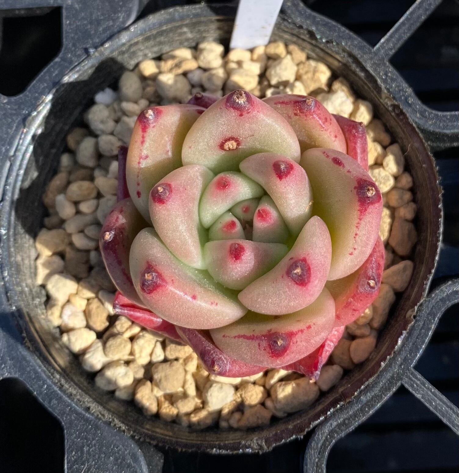 多肉植物 韓国苗　ブルーハイヒール 多肉植物 韓国苗ブルーハイヒール