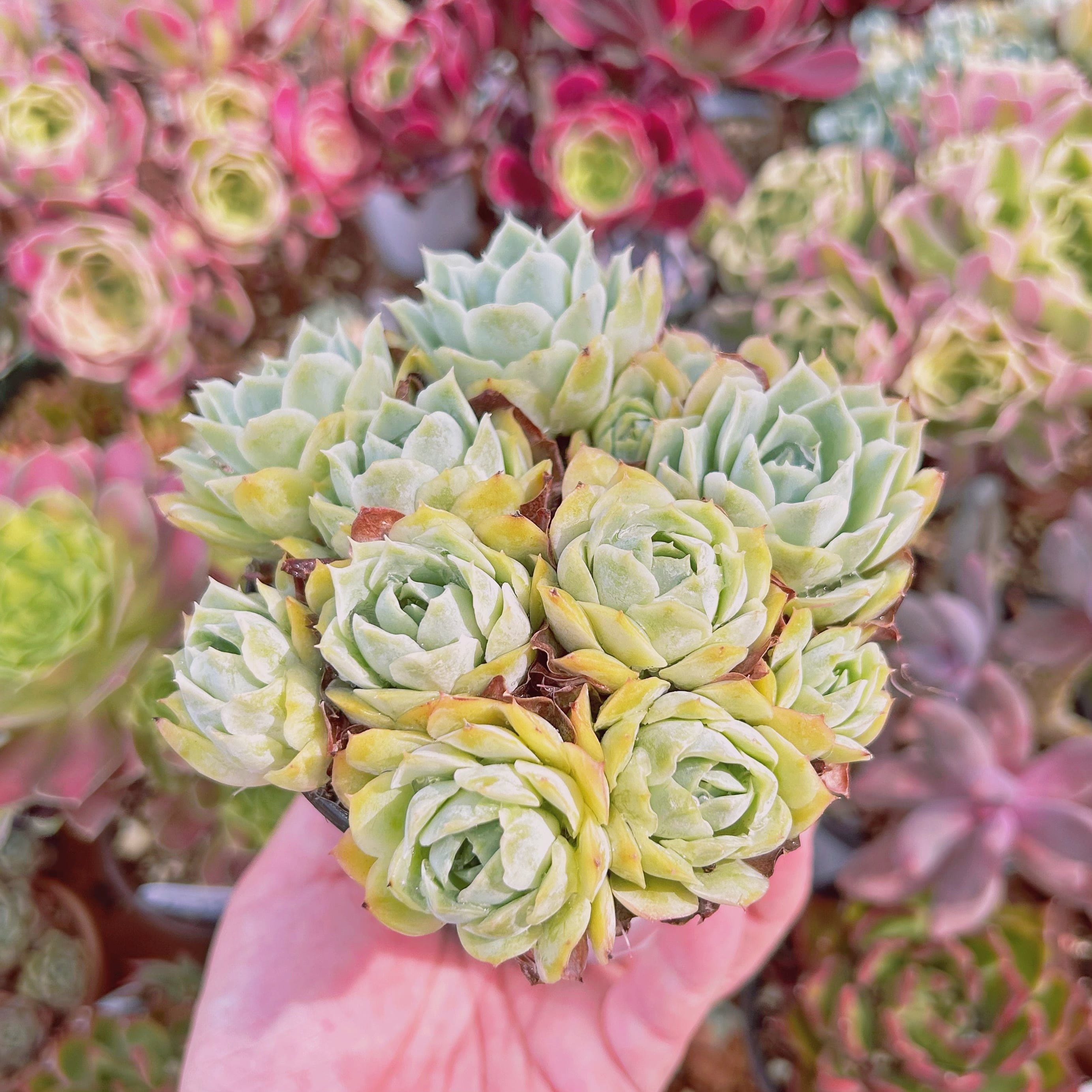 #660現物　多肉植物　Echeveria  静月　特大