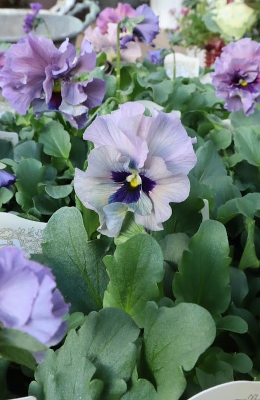 ビオラ『レディ』 3号ポット 1苗 寄せ植え 花 | SaqueSifone（サク