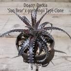 【抜き苗送料無料】marnier-lapostollei x goehringii Type Clone〔ディッキア〕現品発送D0407