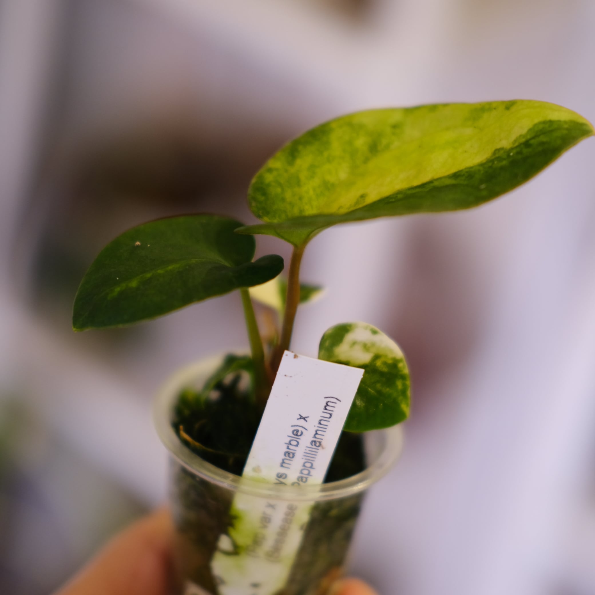 Anthurium (Papililaminum variegated × Crystallinum marble