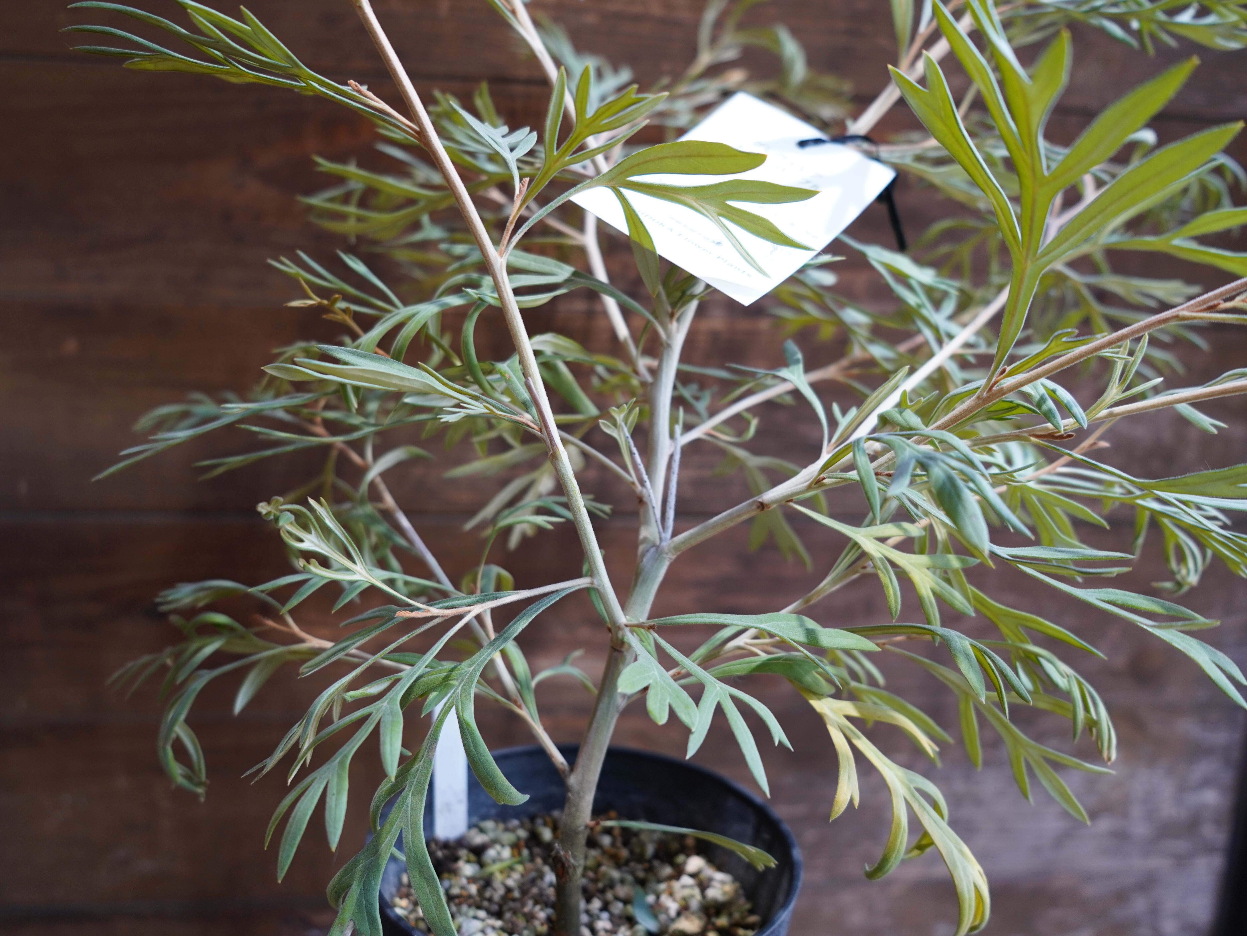 【現物】グレビレア　”ドーンパープル”　B