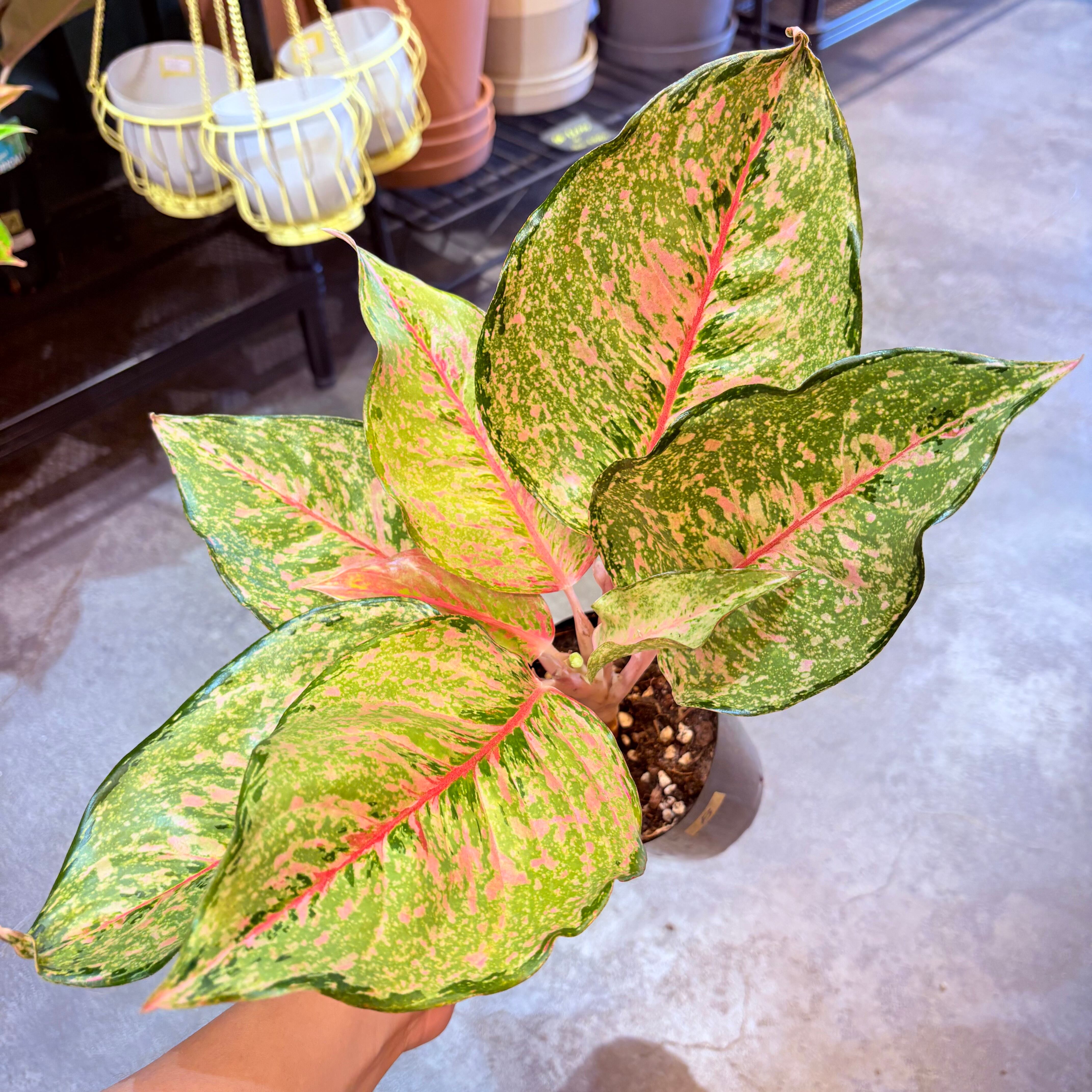 アグラオネマ フォーチュン 3.5号 B | Green Vibes 宇都宮市の観葉植物