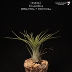【送料無料】ionantha × pruinosa〔エアプランツ〕現品発送T3816