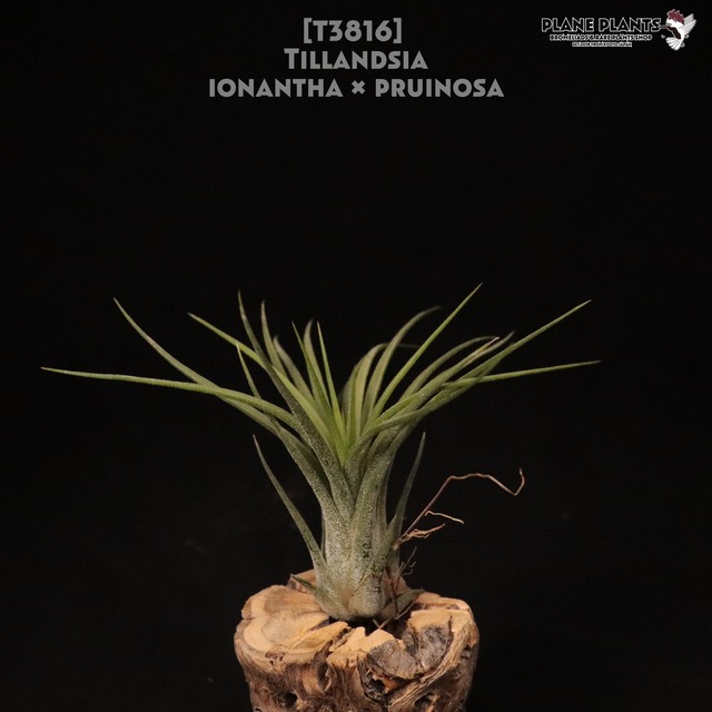 【reserved】ionantha 'Green' × 'Ty'〔エアプランツ〕現品発送T3813