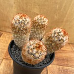 Mammillaria carmenae【マミラリア・赤棘カルメナエ】