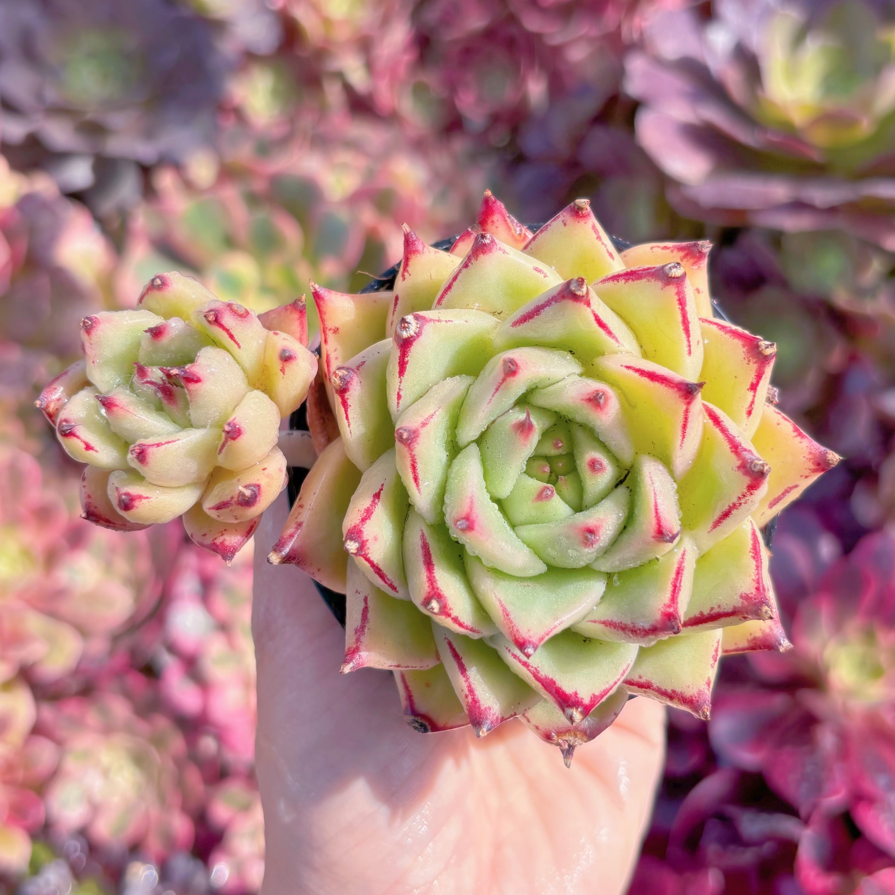 現品　萌豆#631　群生　新入荷　るる農園