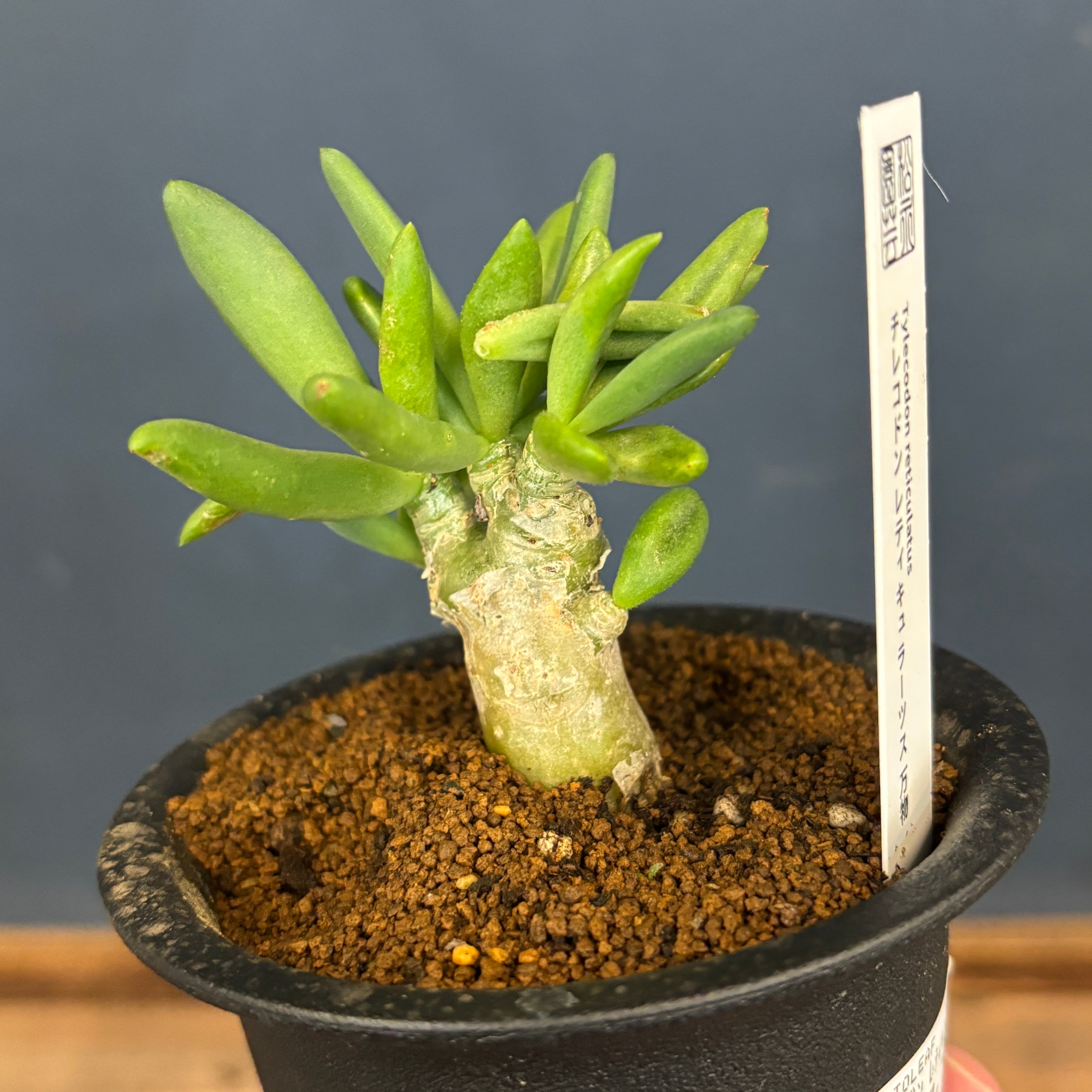 チレコドン レティキュラータス 万物想【999】 | PROTOLEAF プロトリーフ