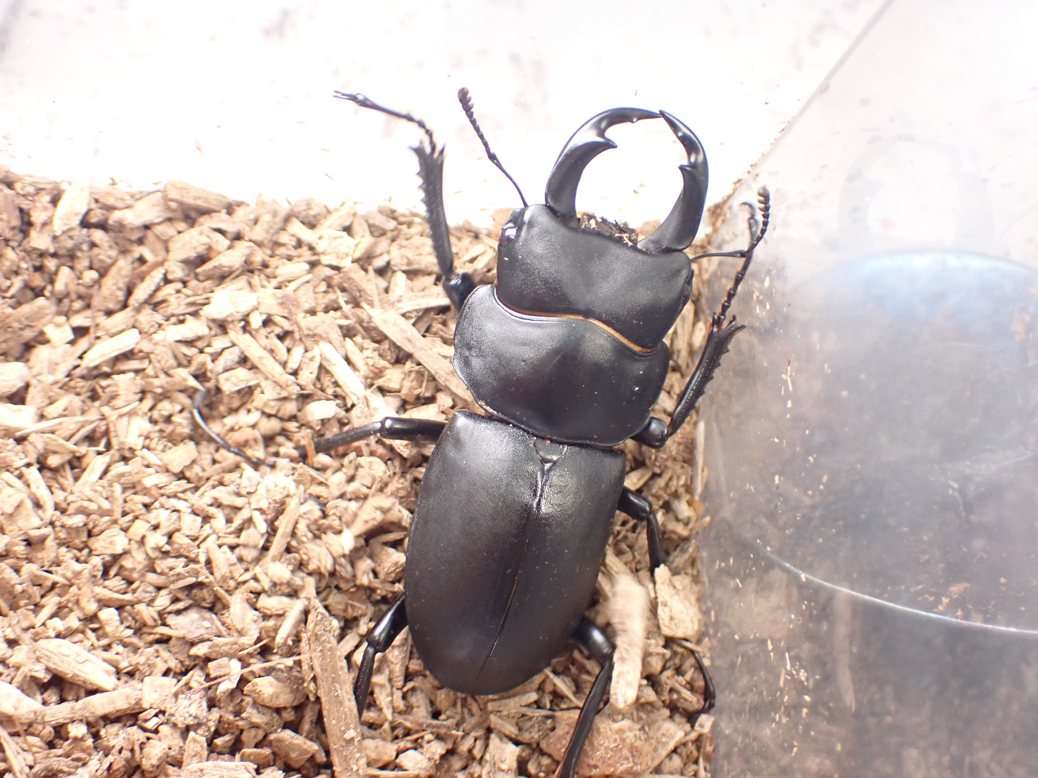 飼育品 | クワガタTOP GUN