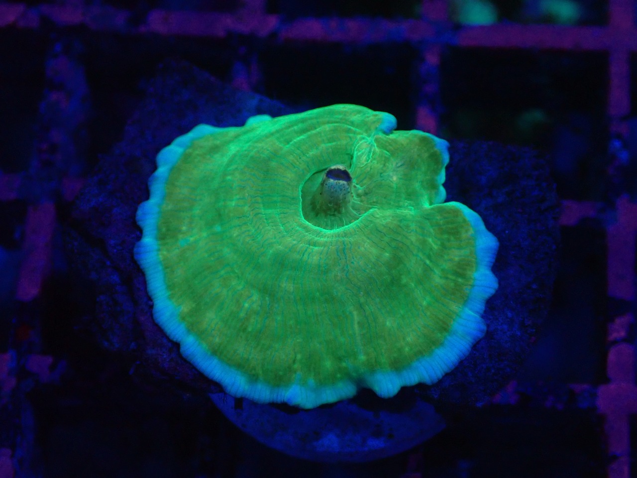 【一ヶ月熟成】Discosoma WaterMelon  2