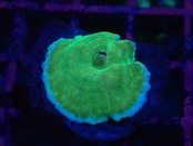 【一ヶ月熟成】Discosoma WaterMelon  2