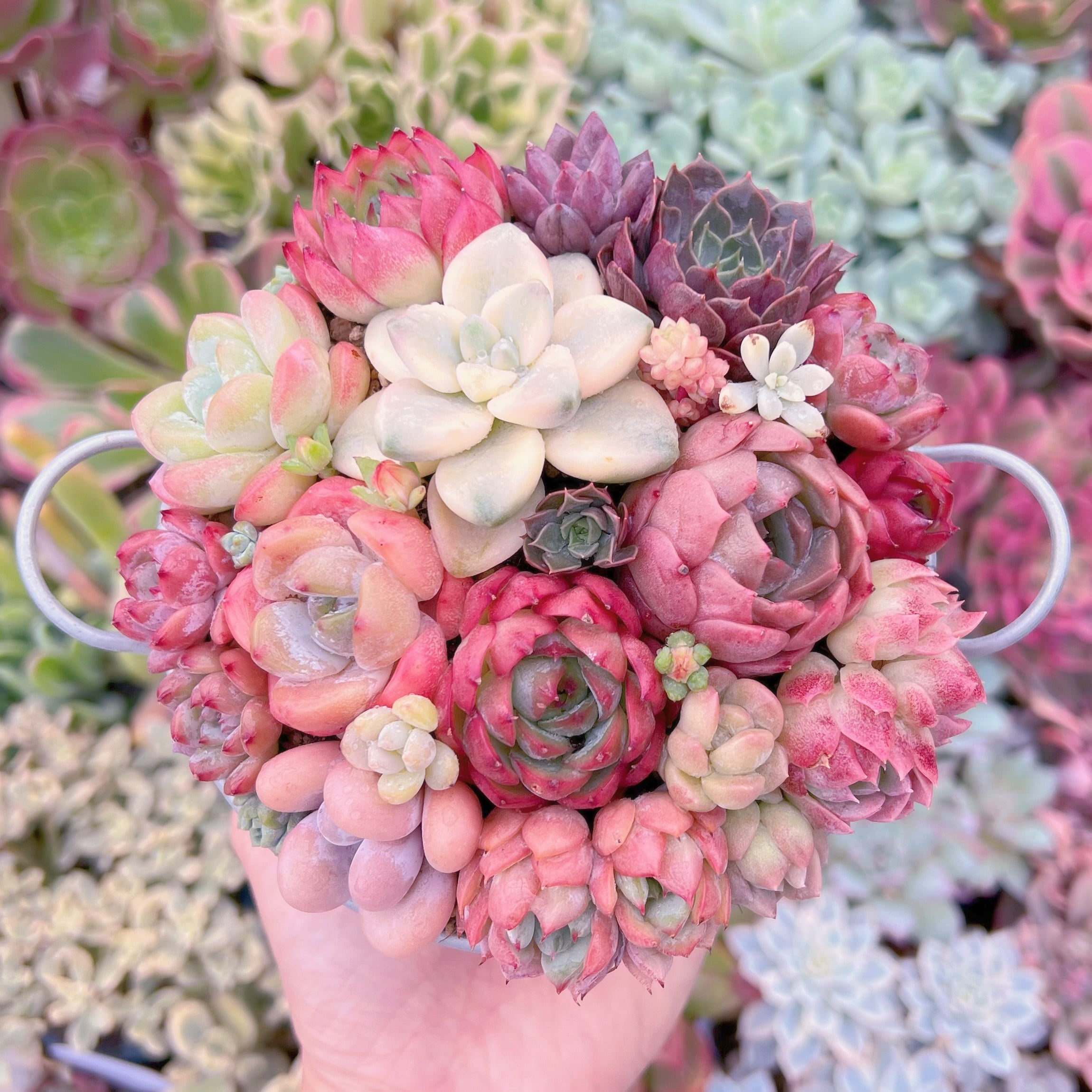 現品　寄せ植え鍋セット#568   るる農園