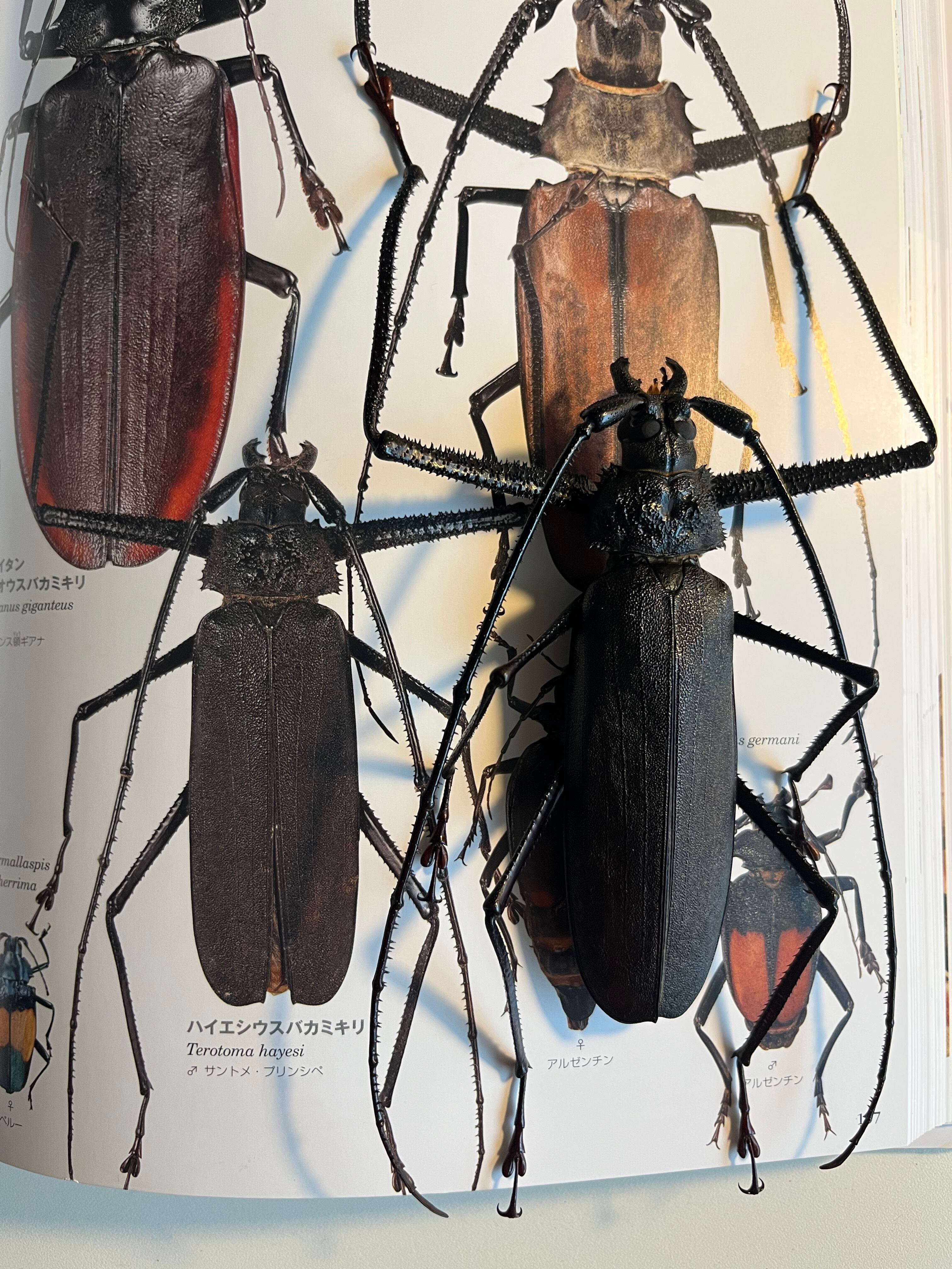 125mm♂】ハイエシオオウスバカミキリ ヘイズオオウスバカミキリ