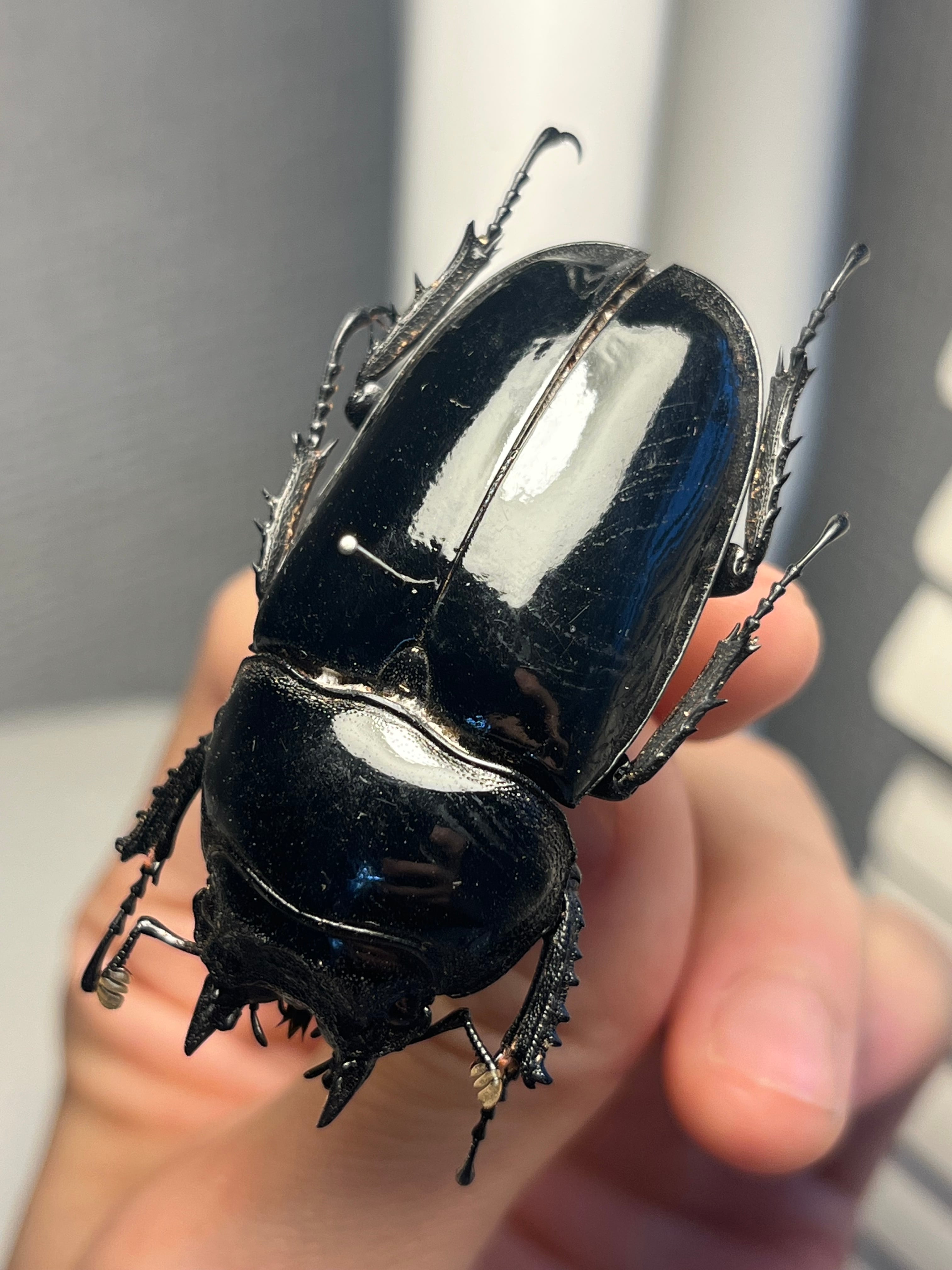 未展足73mm】ホロメタリクスチリクワガタ シワバネクワガタ