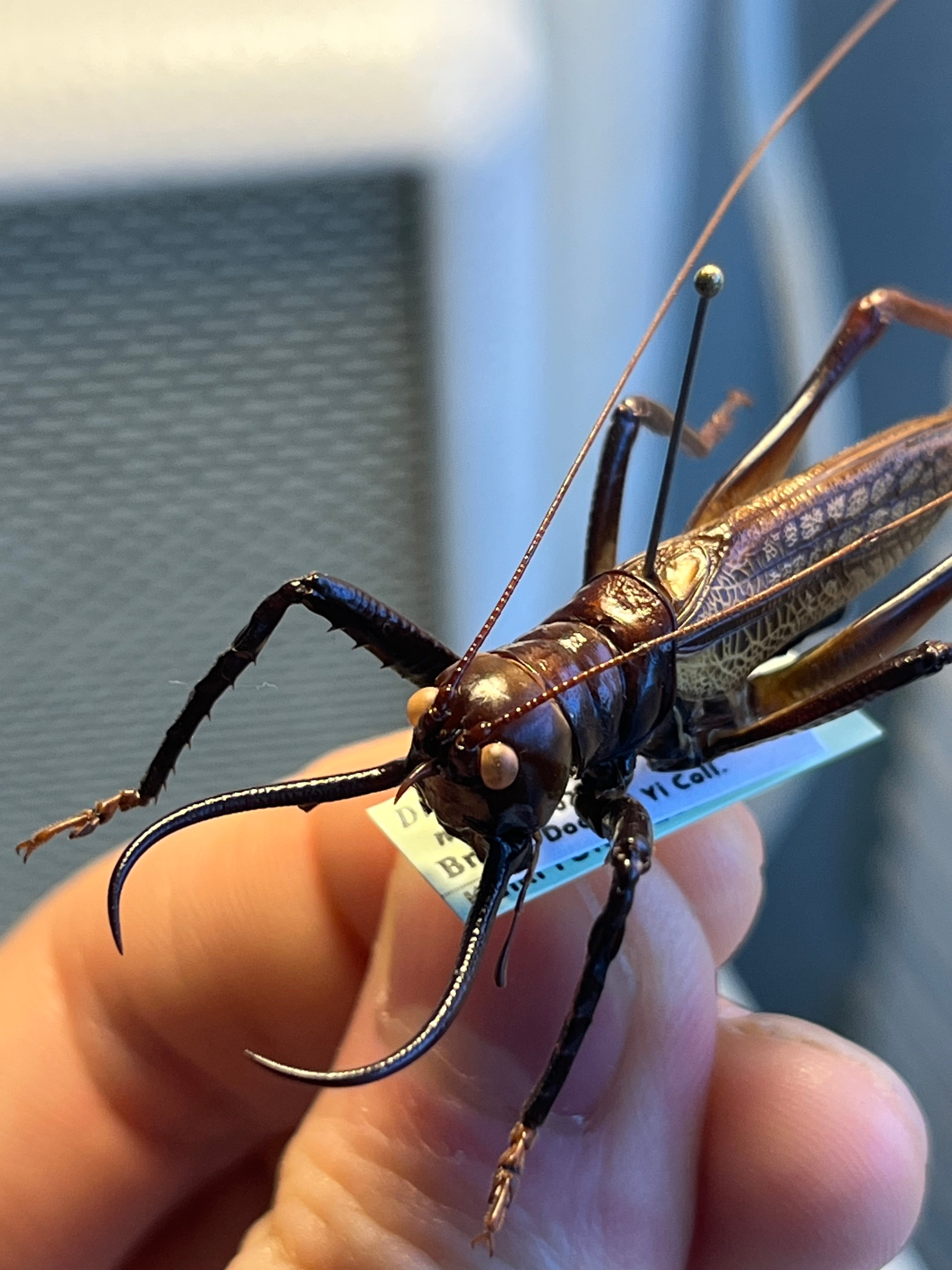 極美展足】クワガタキリギリス 化け物キリギリス 昆虫標本 ウェタ