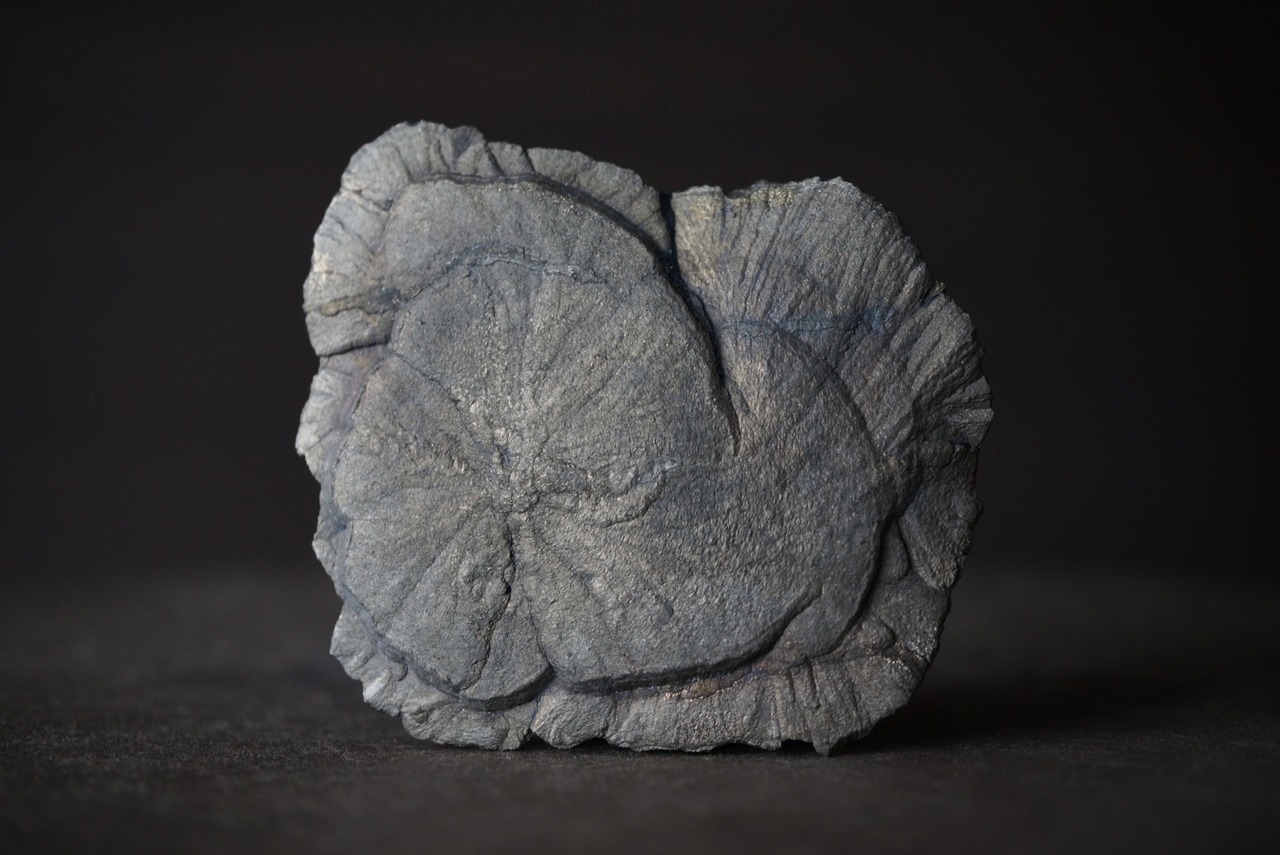 パイライトサン Pyrite Sun 1679