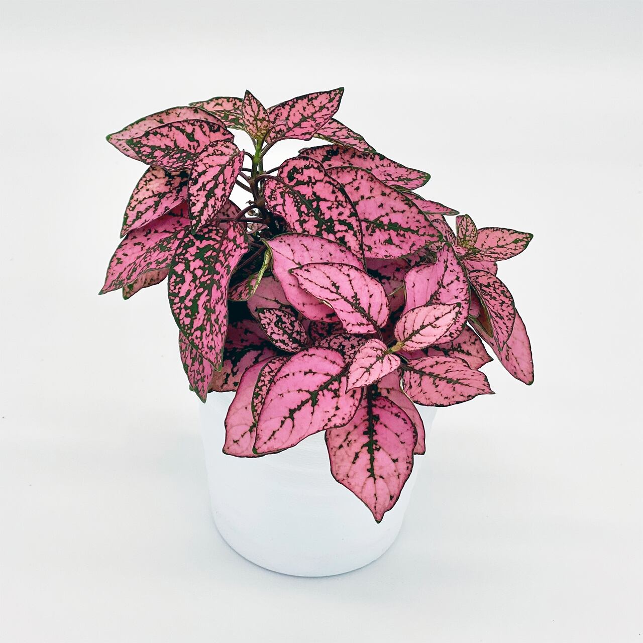 5 ヒポエステスローズ Inakougei イナコウゲイ 観葉植物 鉢 多肉 猫用品 5 ヒポエステスローズ Inakougei イナコウゲイ 観葉植物 鉢 多肉 猫用品