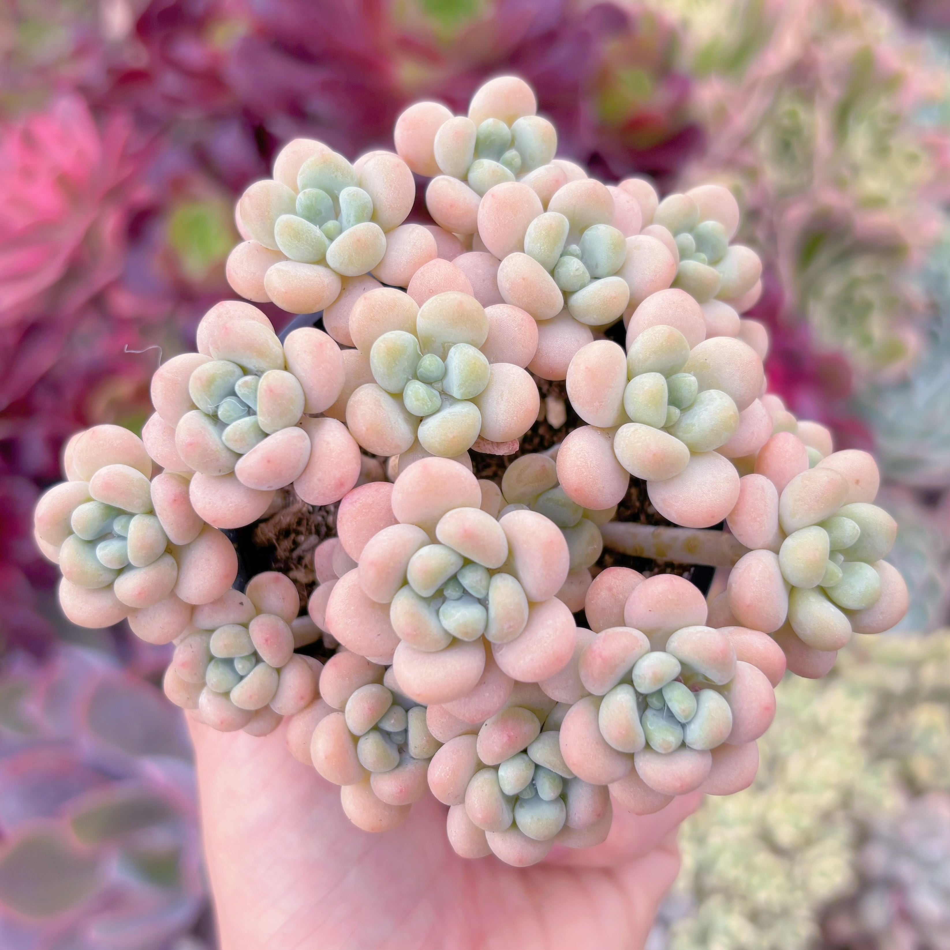 現品　丸葉ストロベリーミルク#F047　るる農園