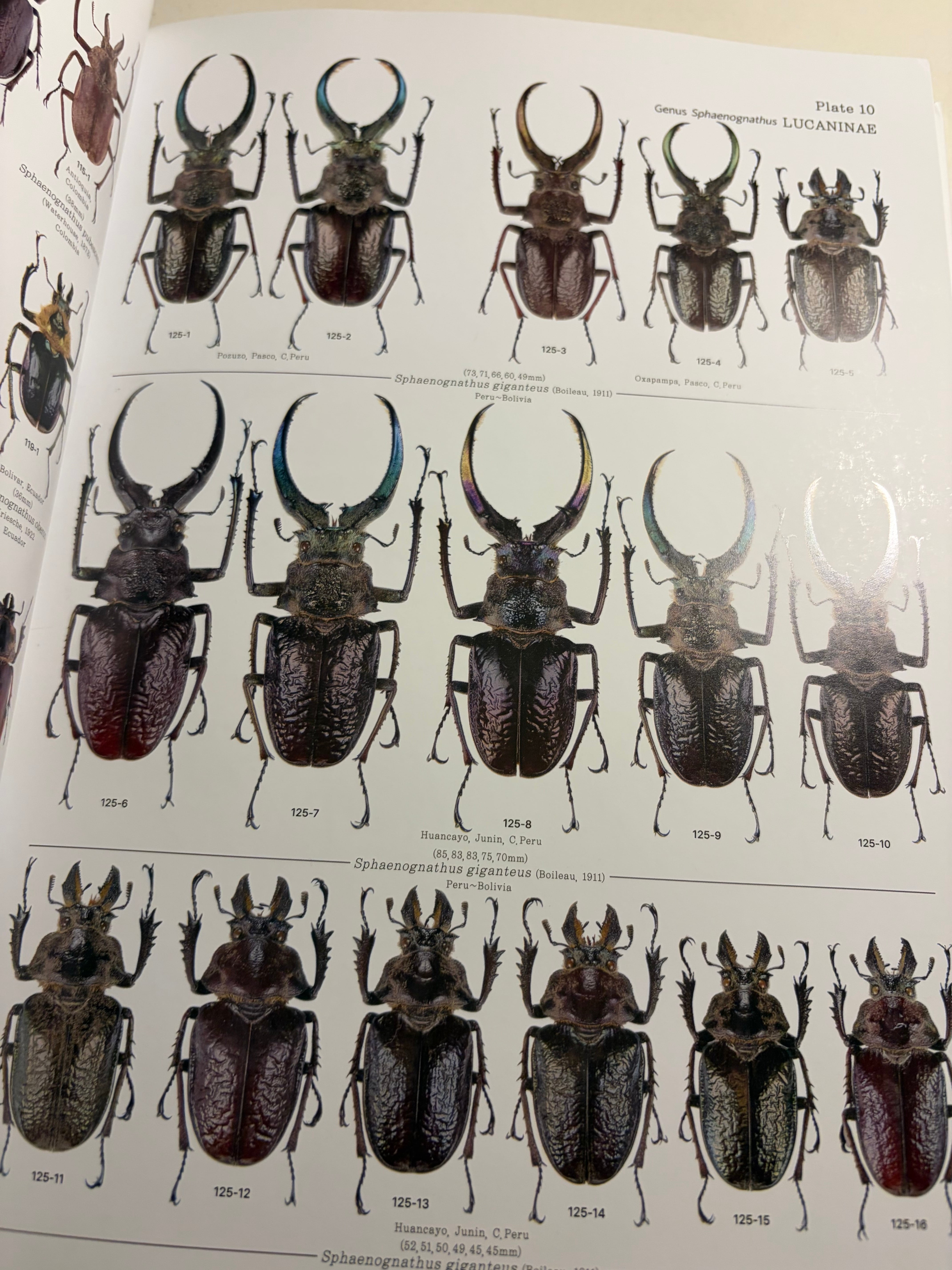 サイン付】クワガタ図鑑 標本 洋書 カブトムシ エラフスホソアカ