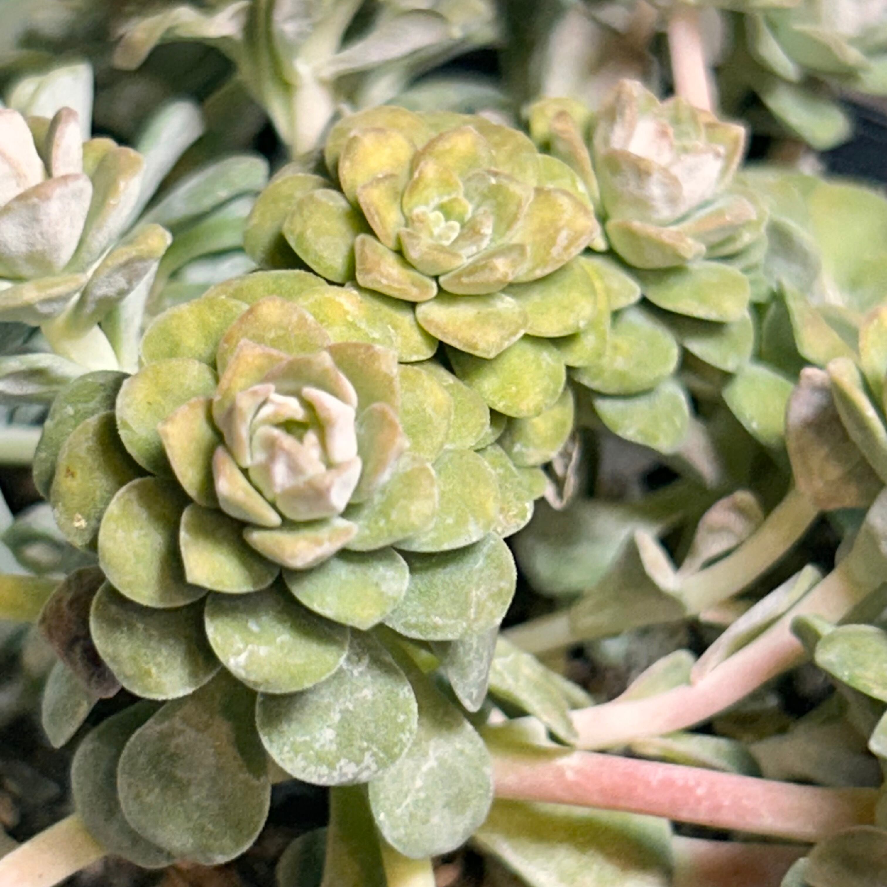 白雪ミセバヤ | RuPo 多肉植物専門店