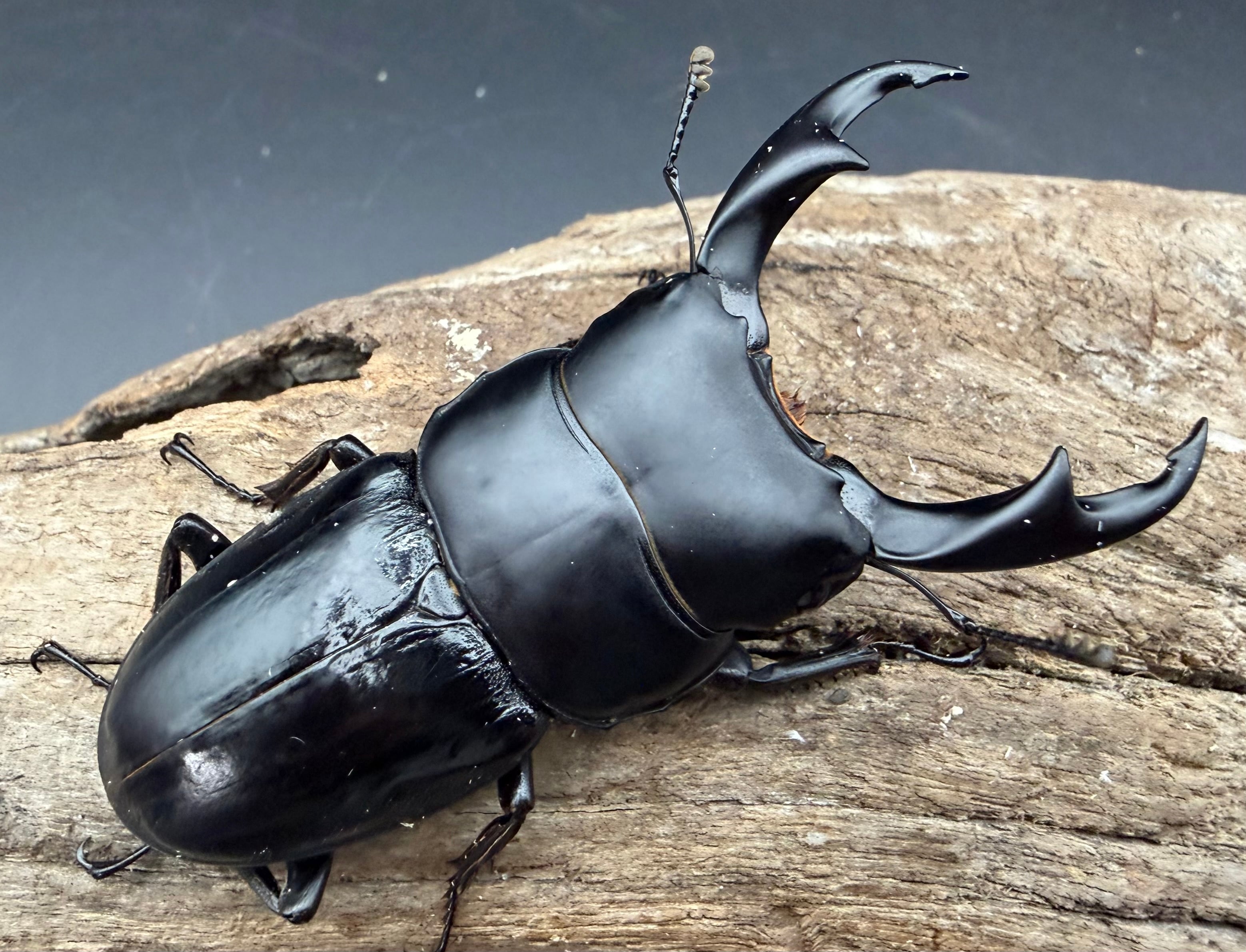 WD】《スマトラパリーオオクワ 67.5mm ペア》 | KPW公式オンラインショップ