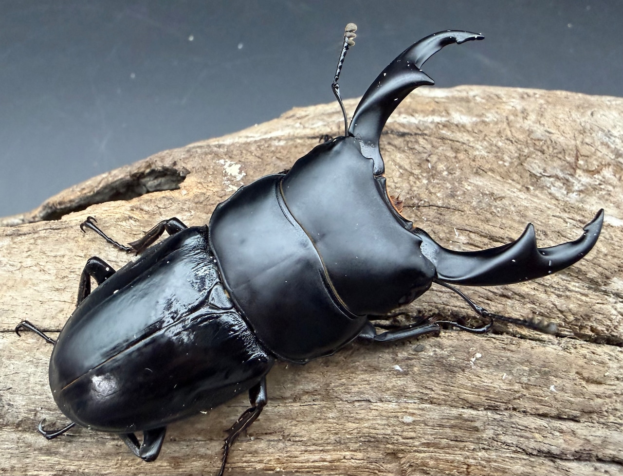 【WD】《スマトラパリーオオクワ 67.5mm ペア》