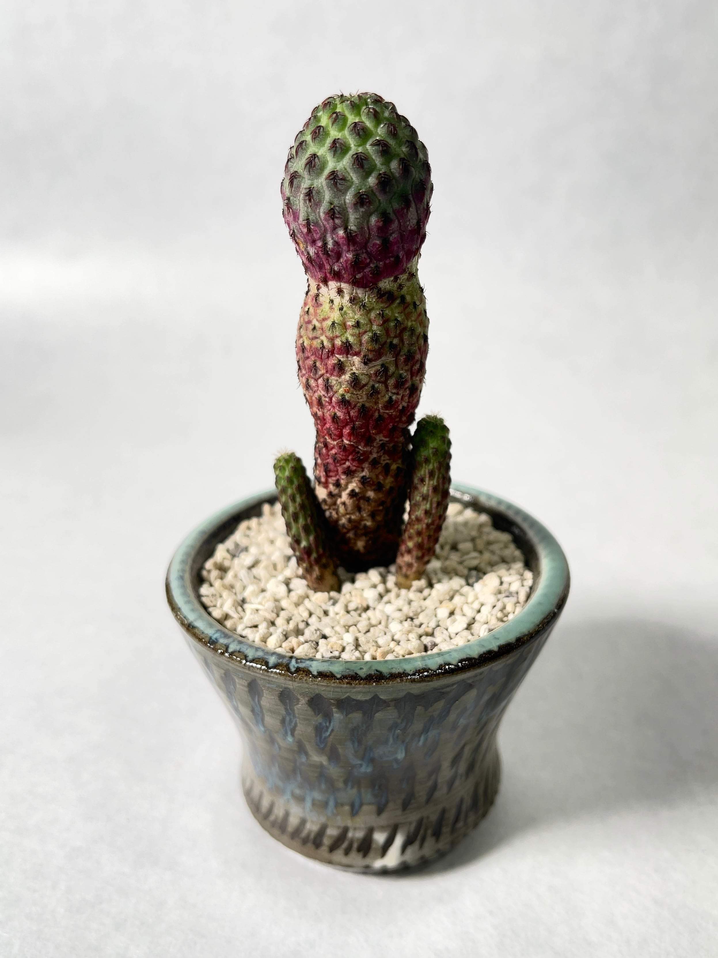 スルコレブチア・ラウシー | trigger