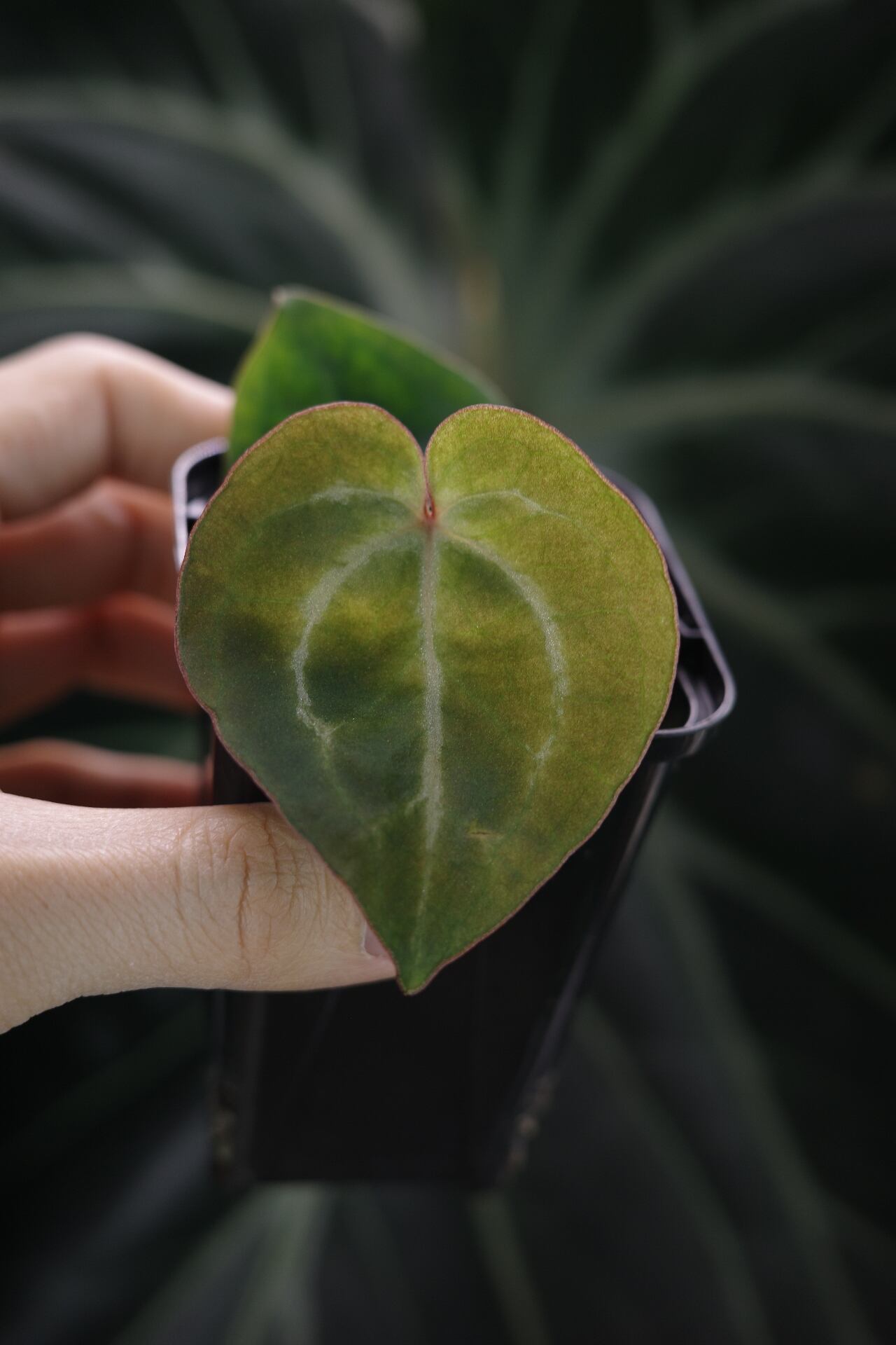 Anthurium 'Red Crystallinum'(NSE #2) x 'Black Widow' x Michelle