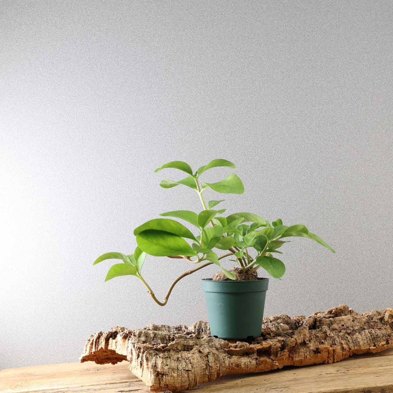 359 アリと共生する不思議植物『ヒドノフィツム フォルミカルム』観葉