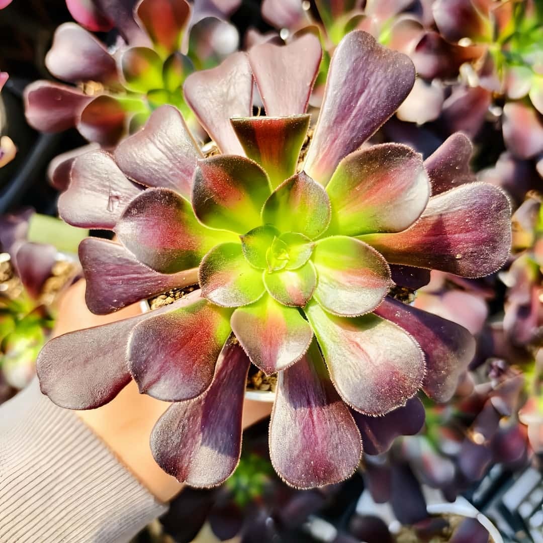 激安緋牡丹錦 大株 大型緋牡丹錦:超極上斑!!特大美