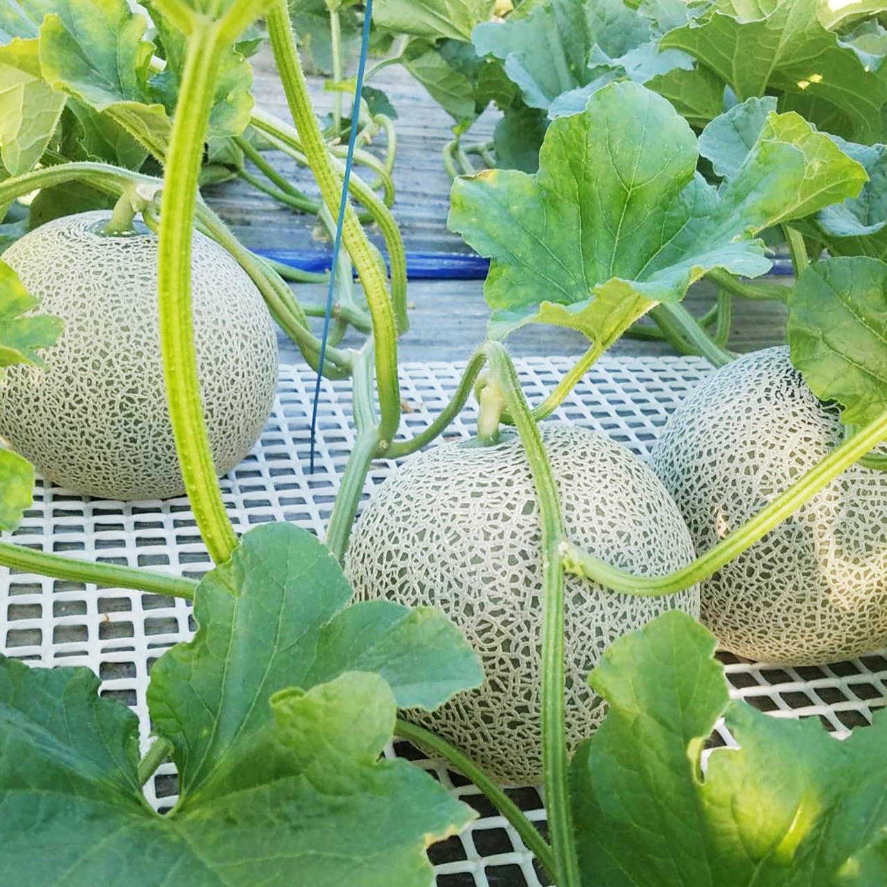 最高級富良野メロン ルピアレッド 秀品 大玉(1.6.〜2.0キロ未満)2玉入