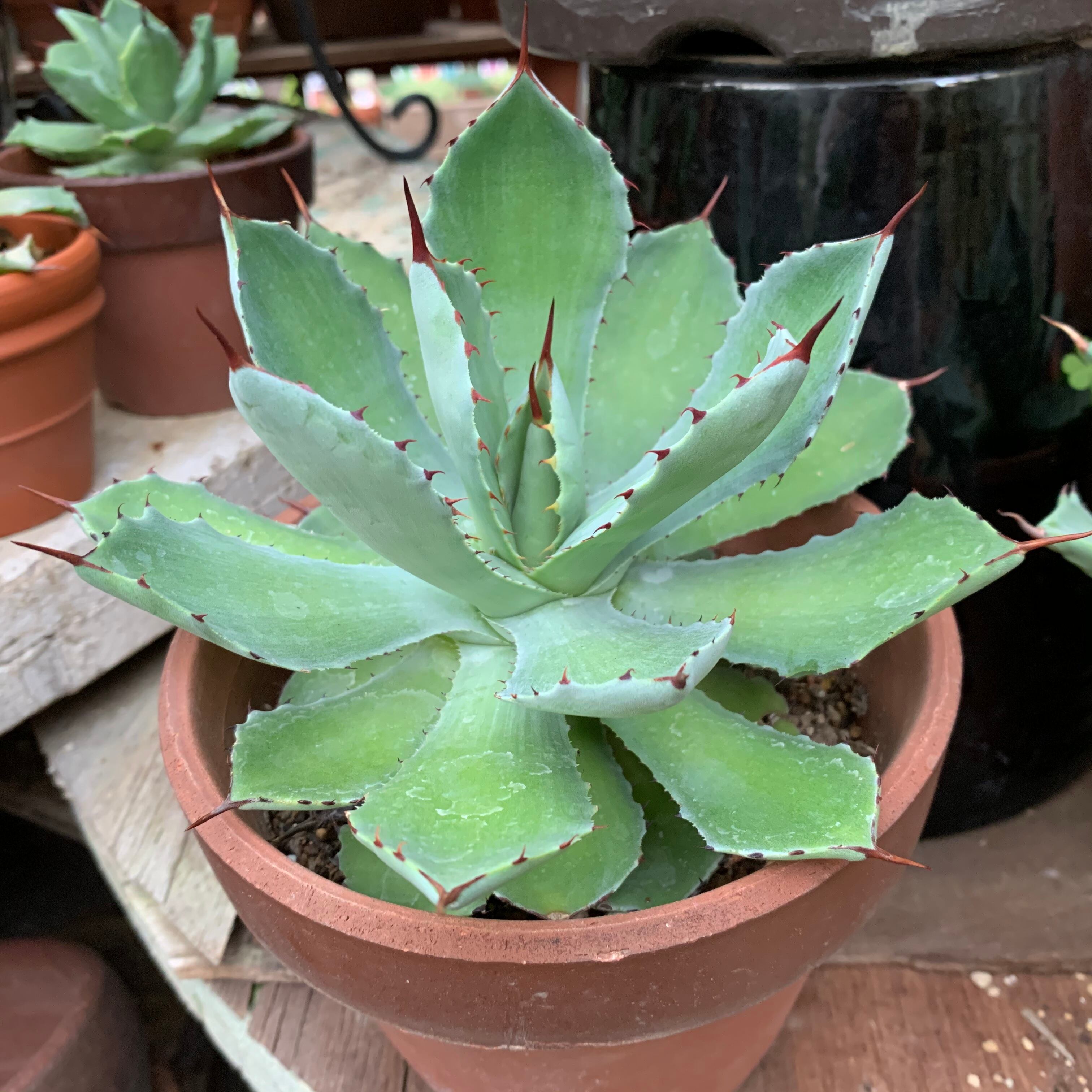 多肉植物 アガベ・吉祥冠（Agave ）12 | 京都 おむろ YUUKIESGARDEN