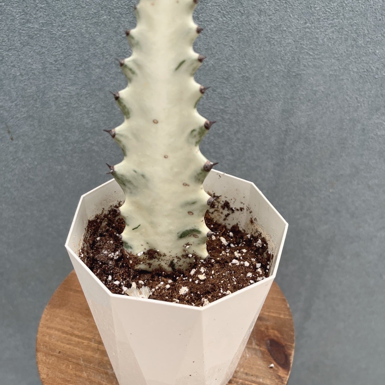 現品］【希少】2番 ユーフォルビア ホワイトゴースト 4号 観葉植物