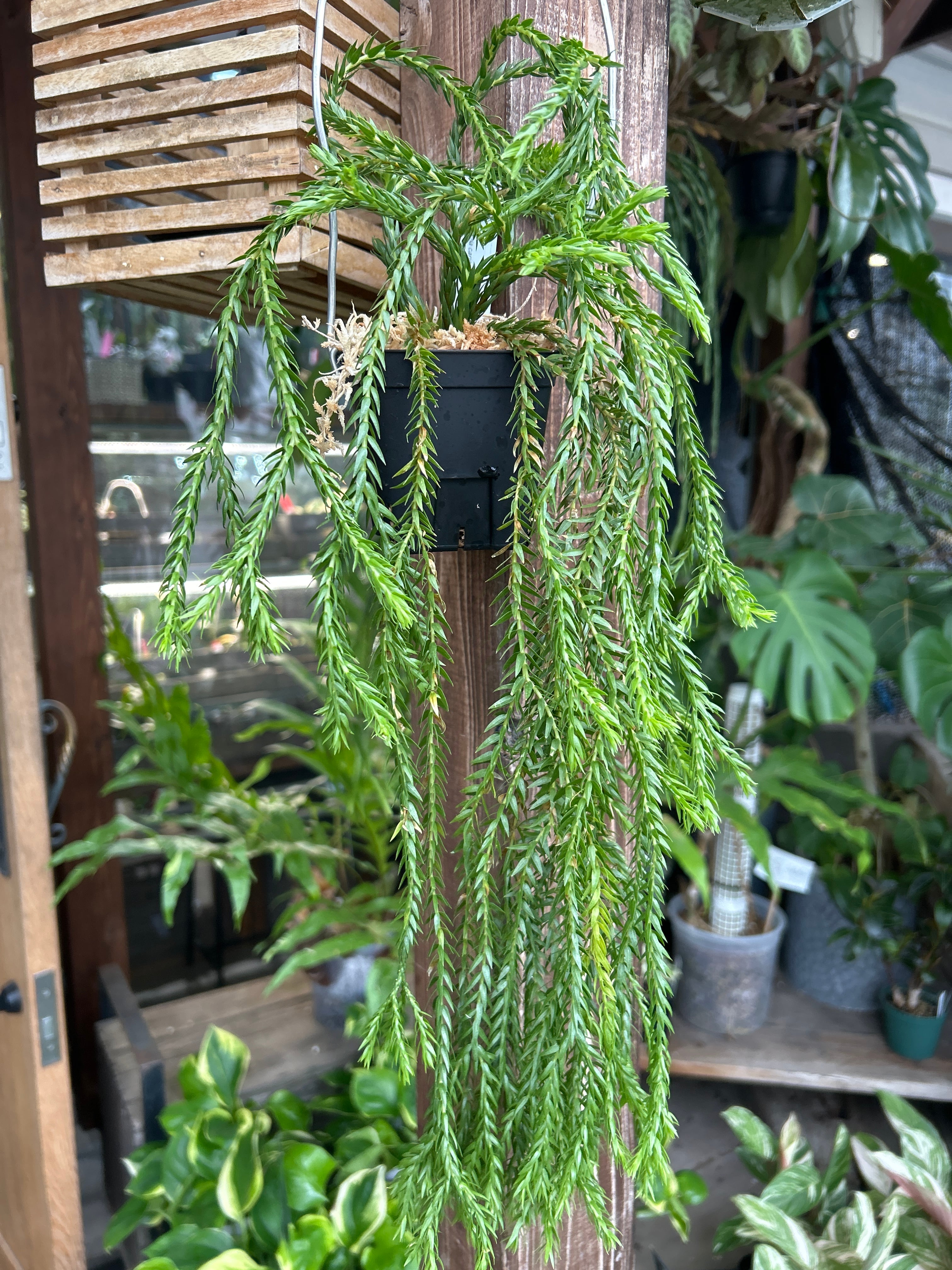 フペルジア カリナータ ドワーフ | MIDORIYA 観葉植物専門店
