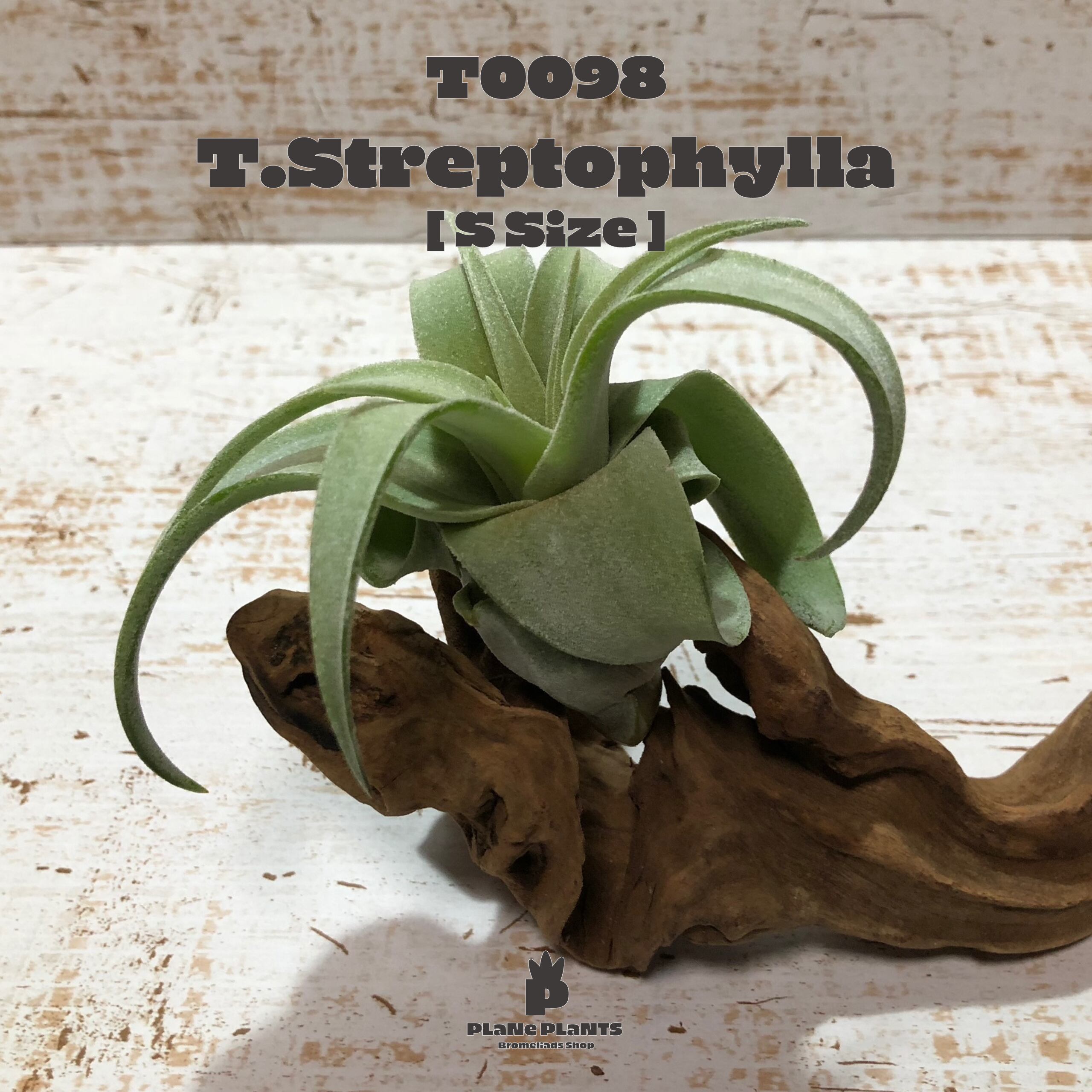 【送料無料】ストレプトフィラS〔エアプランツ〕現品発送T0098