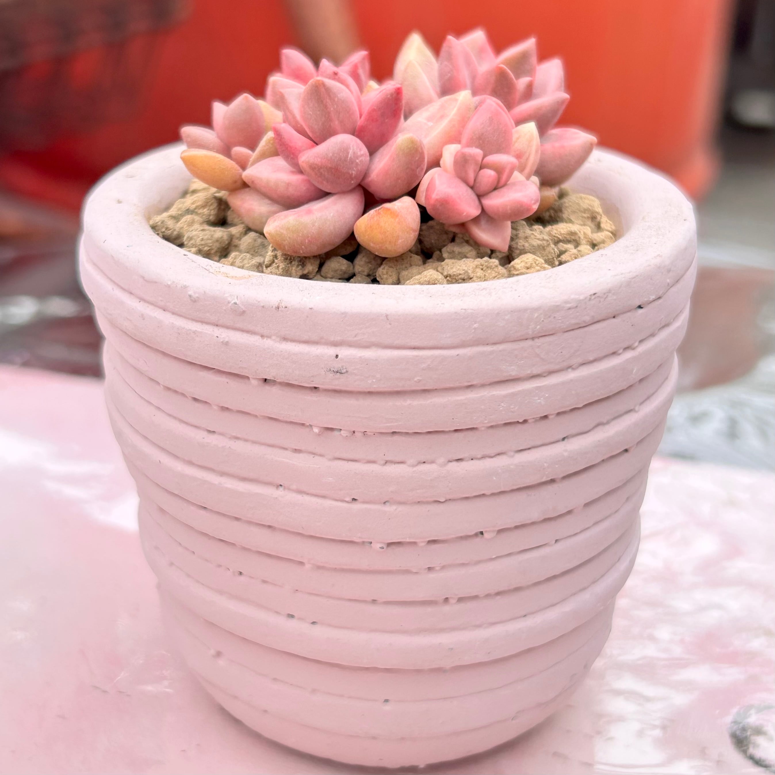 既製品鉢 | RuPo 多肉植物専門店