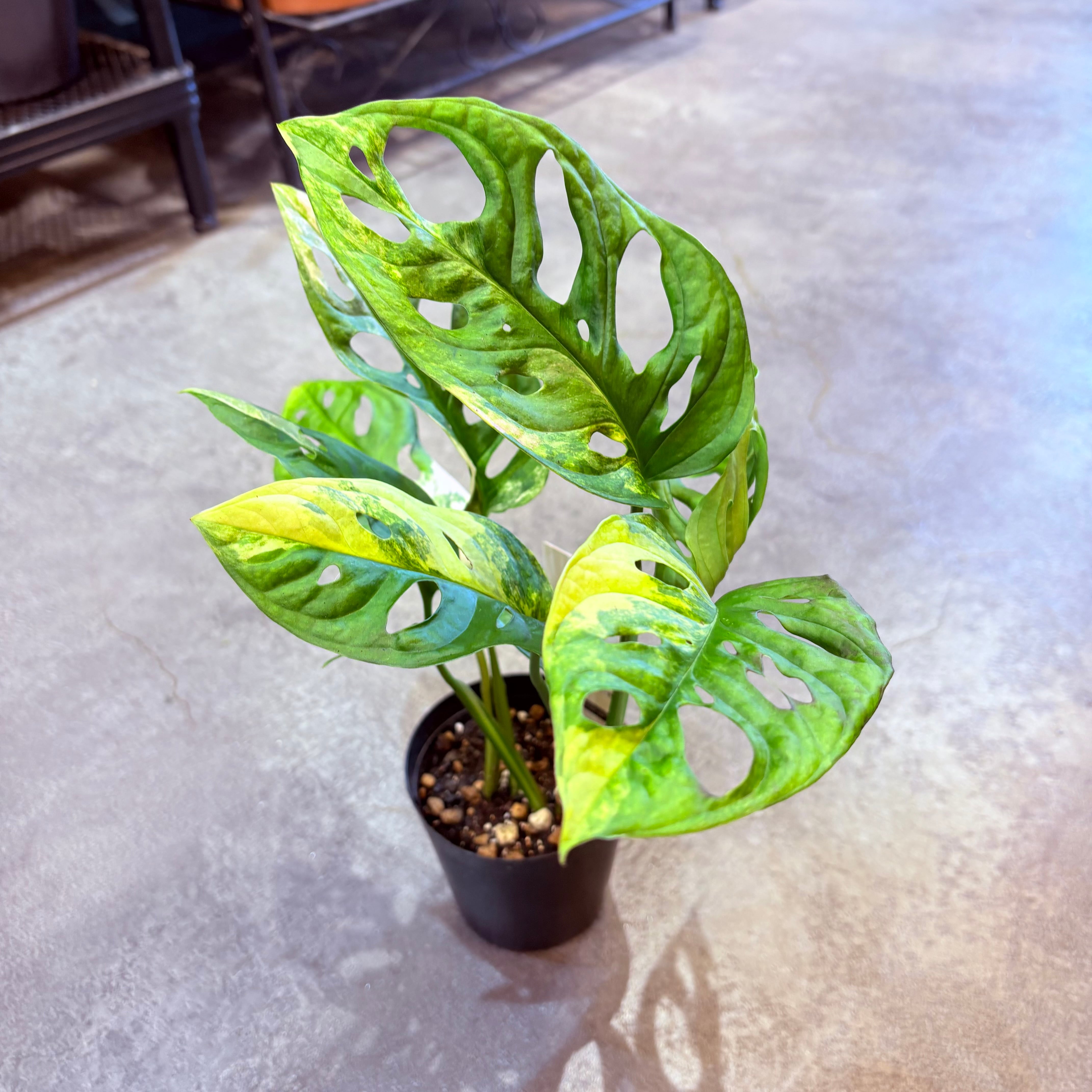 マドカズラ斑入り 3号 B | Green Vibes 宇都宮市の観葉植物専門店