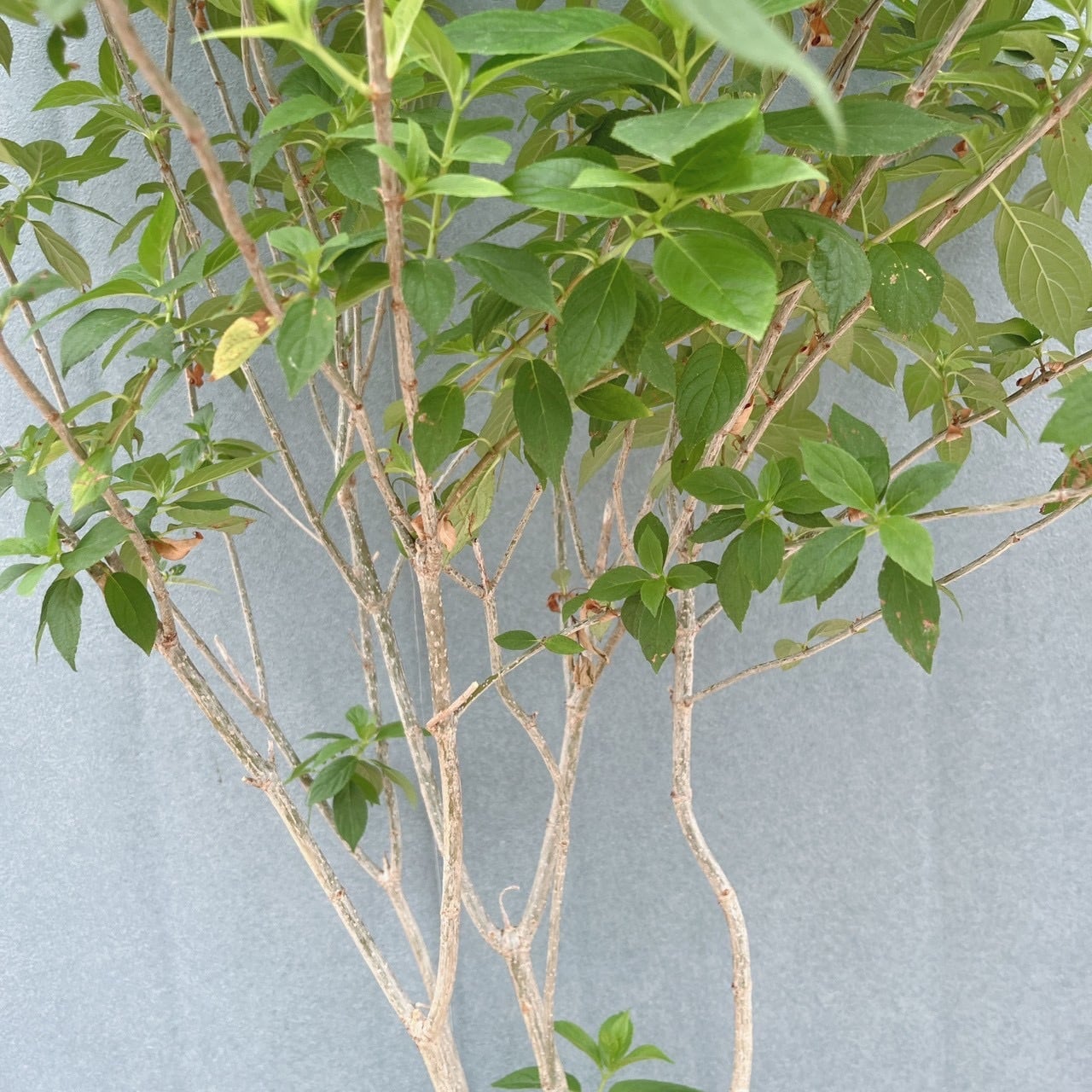 現品］ピラミッドアジサイ 9号 植物 紫陽花 ノリウツギ 落葉低木 | PF