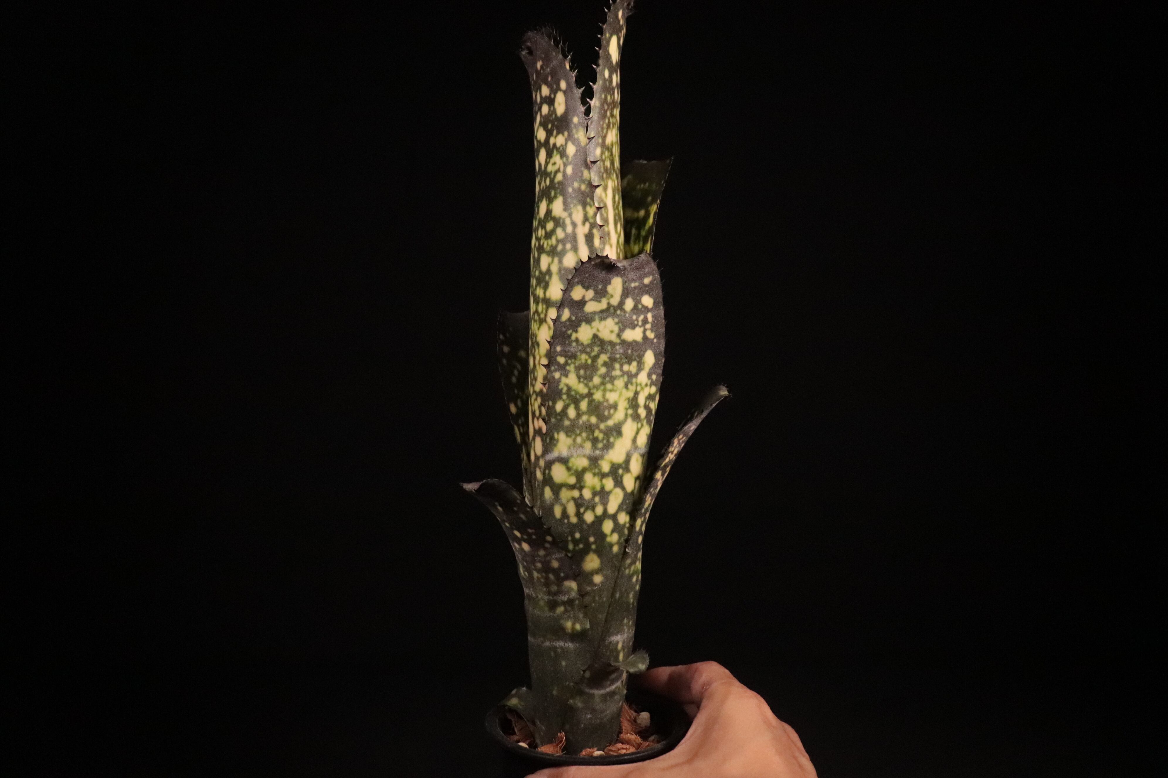 送料無料】Billbergia 'Merrie Monarch'〔ビルベルギア〕現品発送B0210