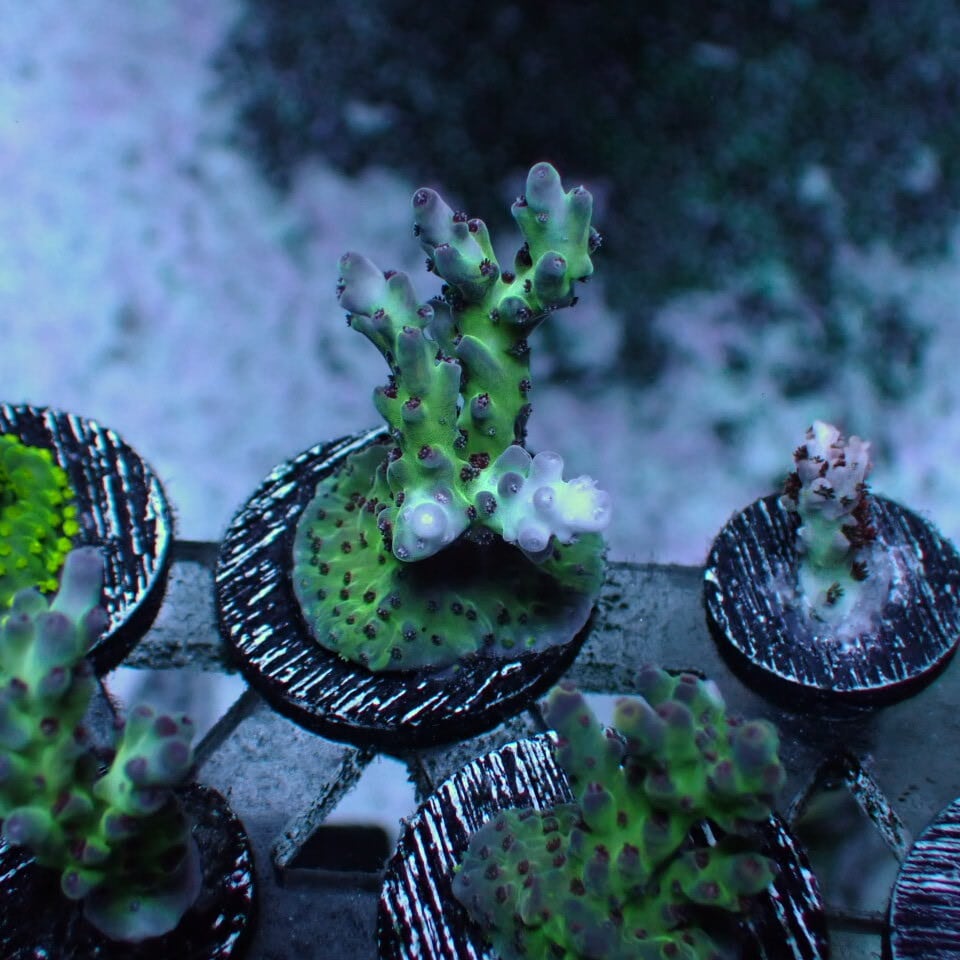 天然ライブロック 上物 ネット入り天然ライブロック(クラッシュ)500g | HOUSE REEF