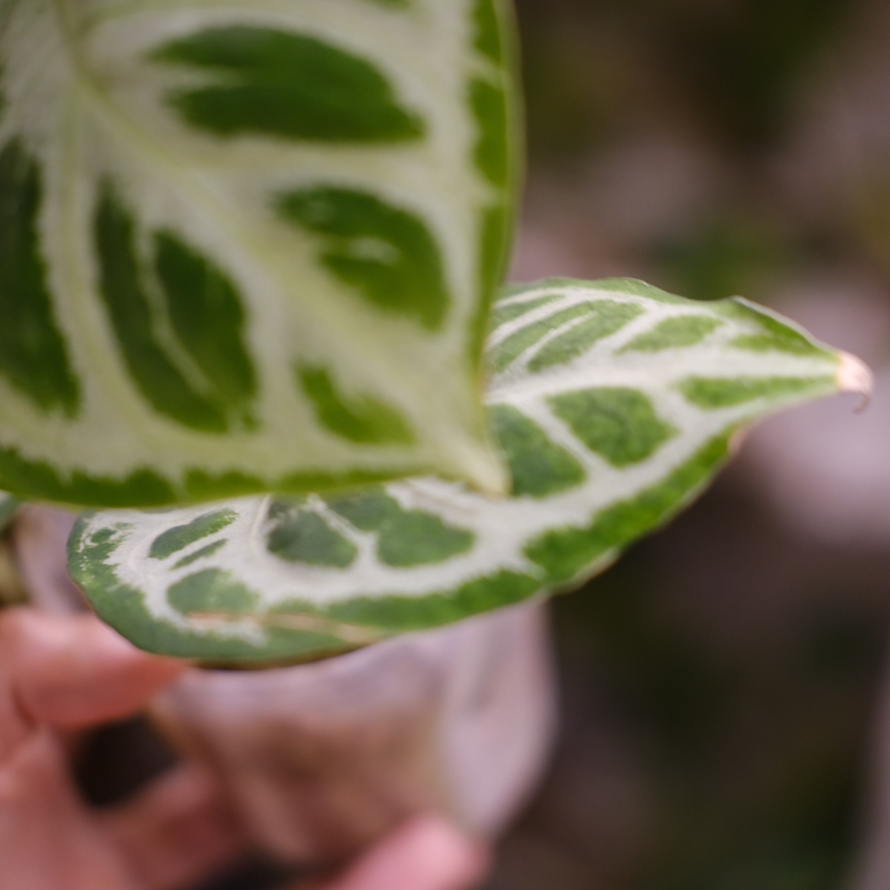 アンスリウム ドラヤキ × シルバーブラッシュ / Anthurium Dorayaki × Anthurium Silver brush⑱/ 観葉植物<育て方・花言葉>
